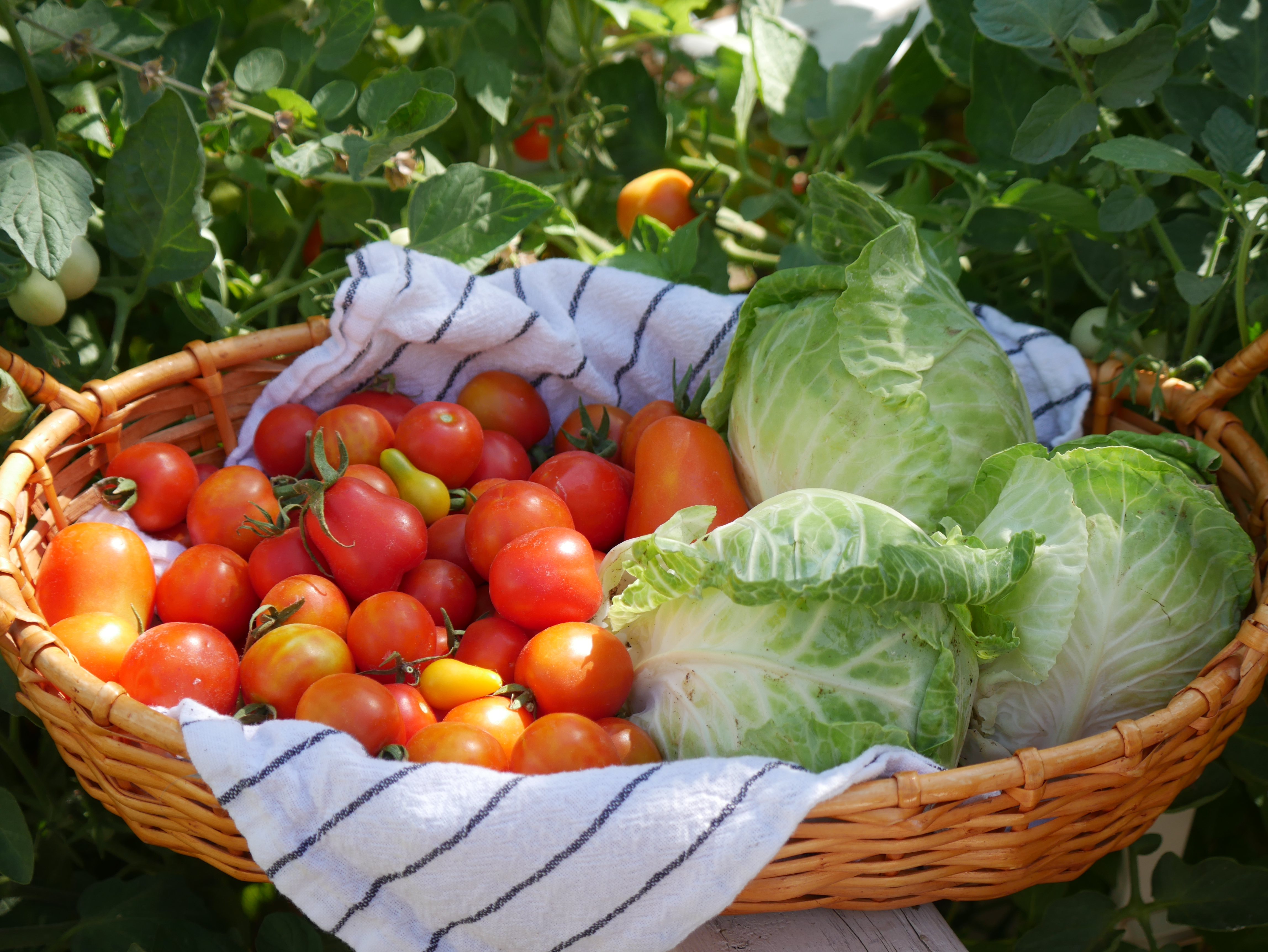 Harvest