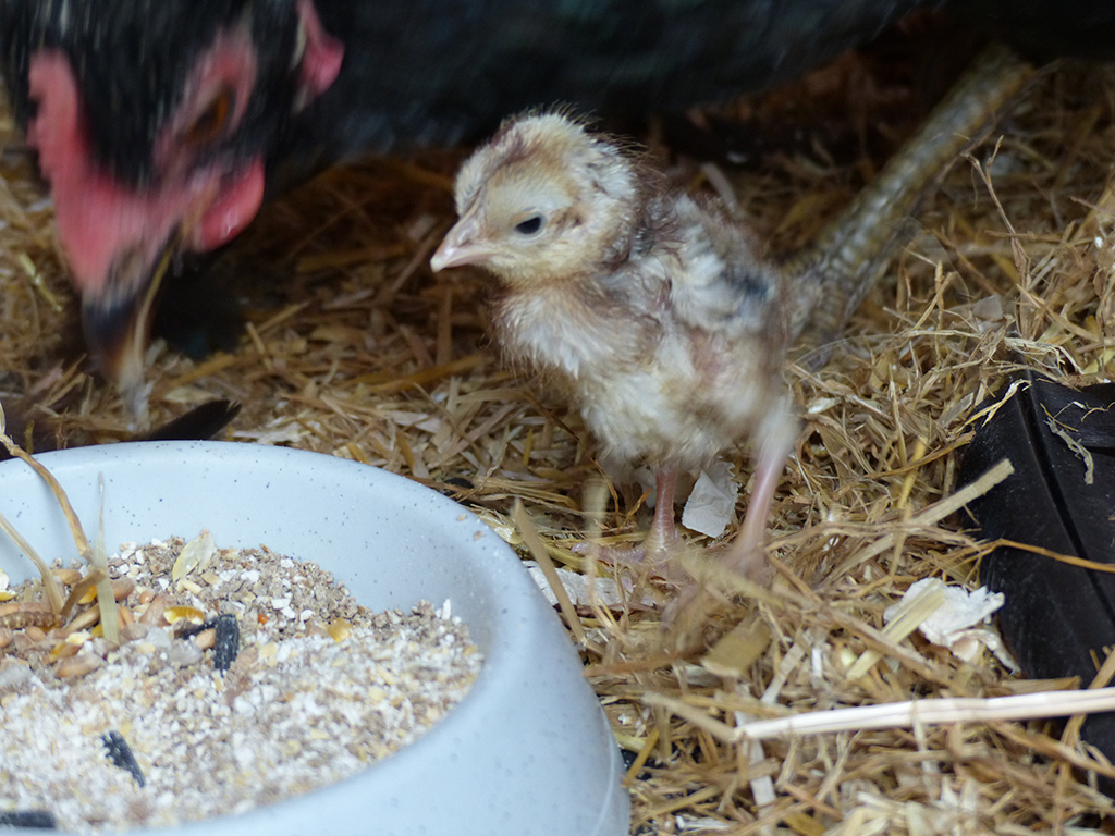 Harvey on hatching day