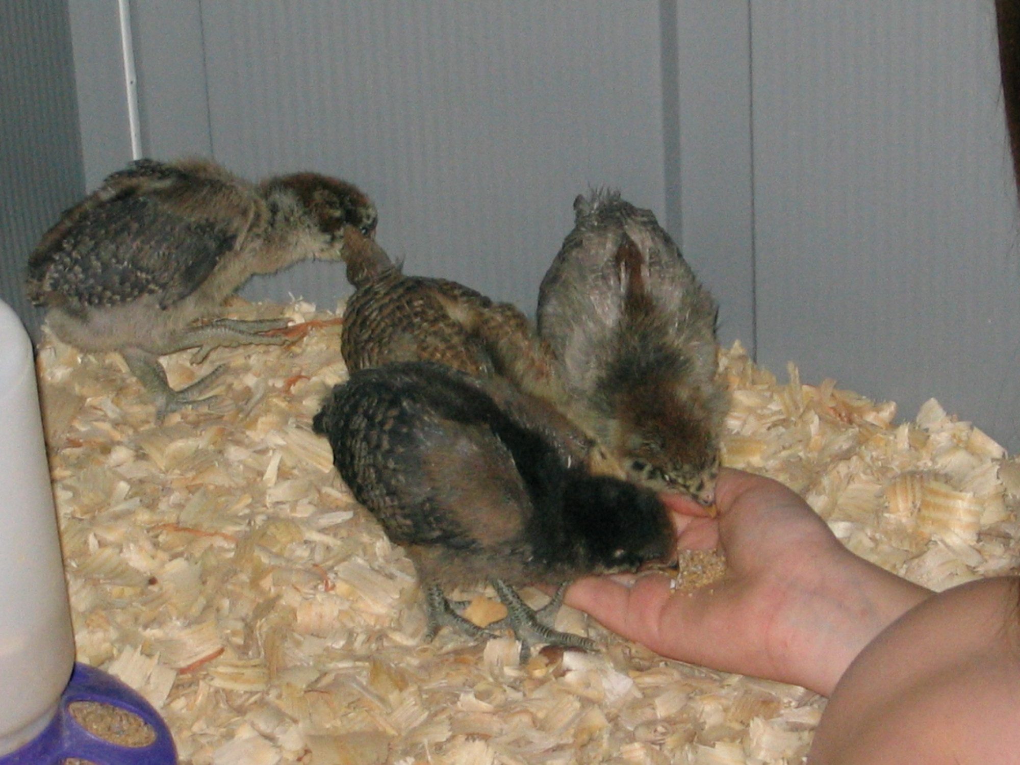 has them eating out of her hand