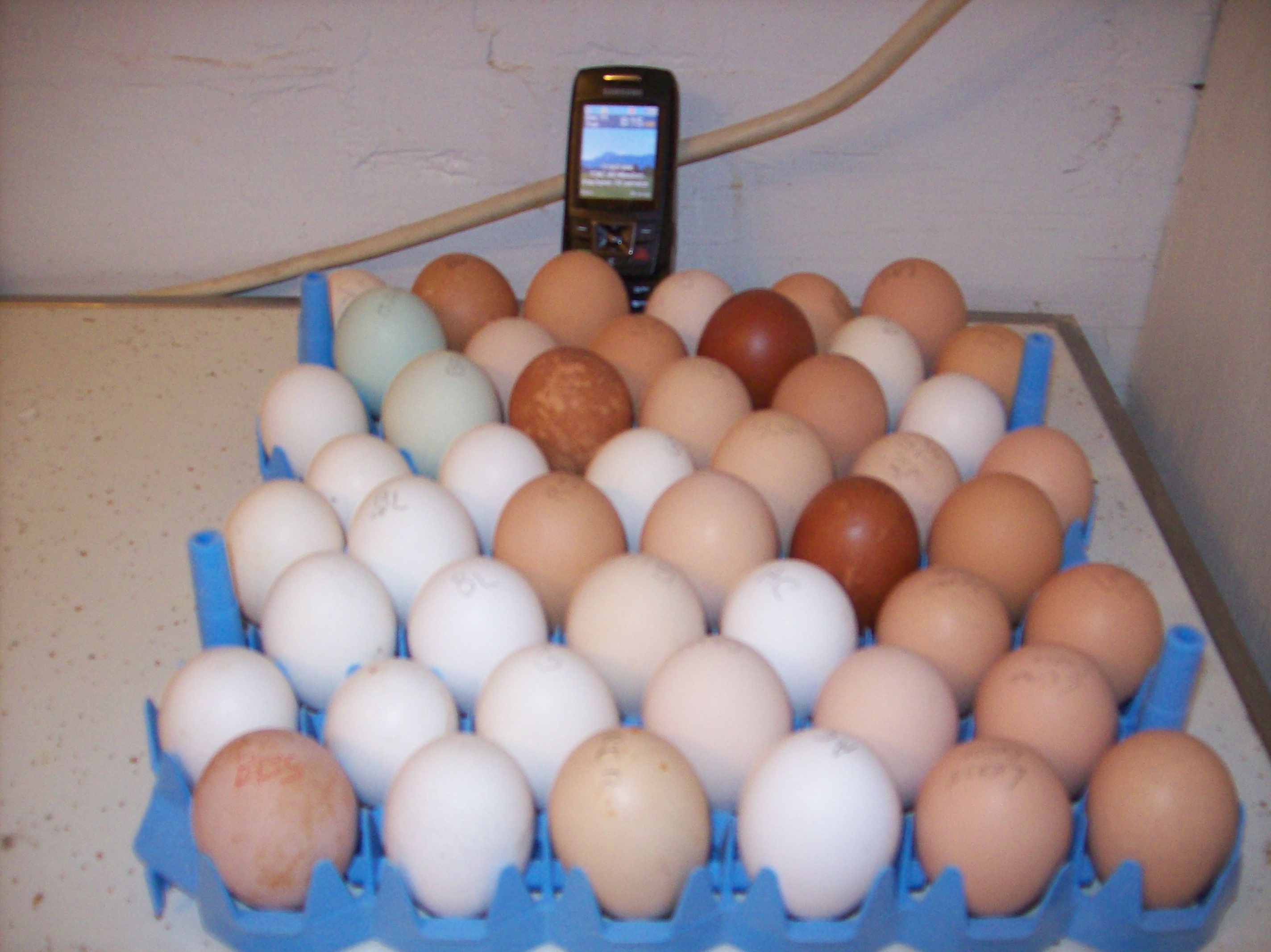 Hatch-along-eggs set