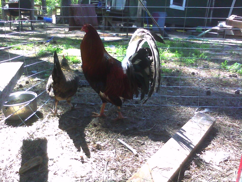 Hatch Cock