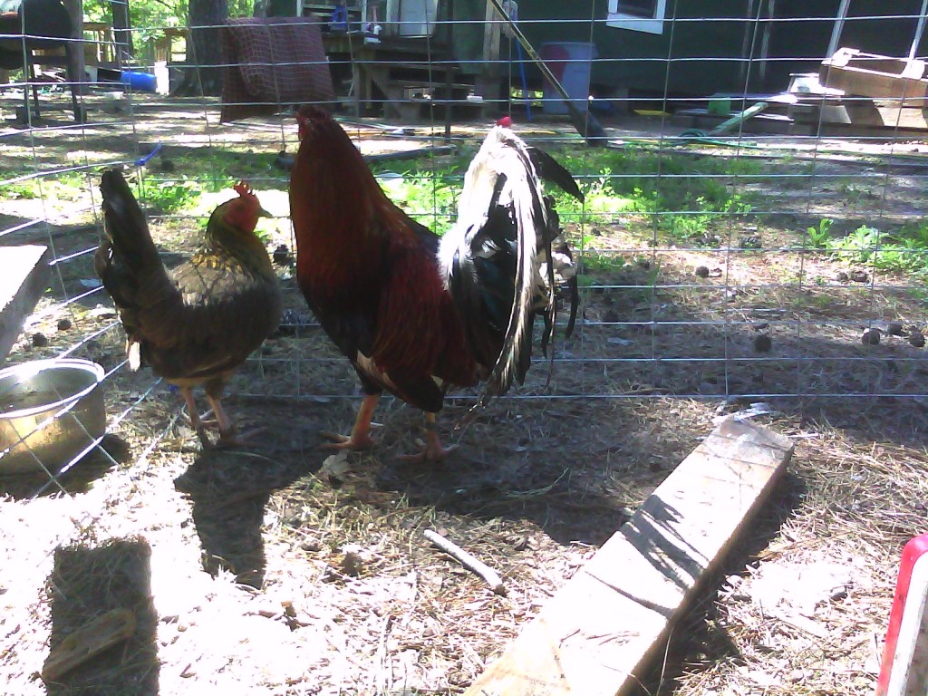 Hatch Cock