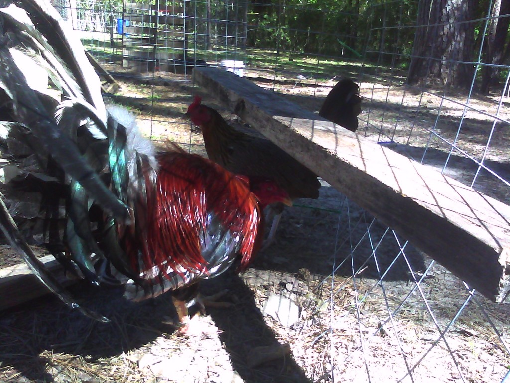 Hatch Cock