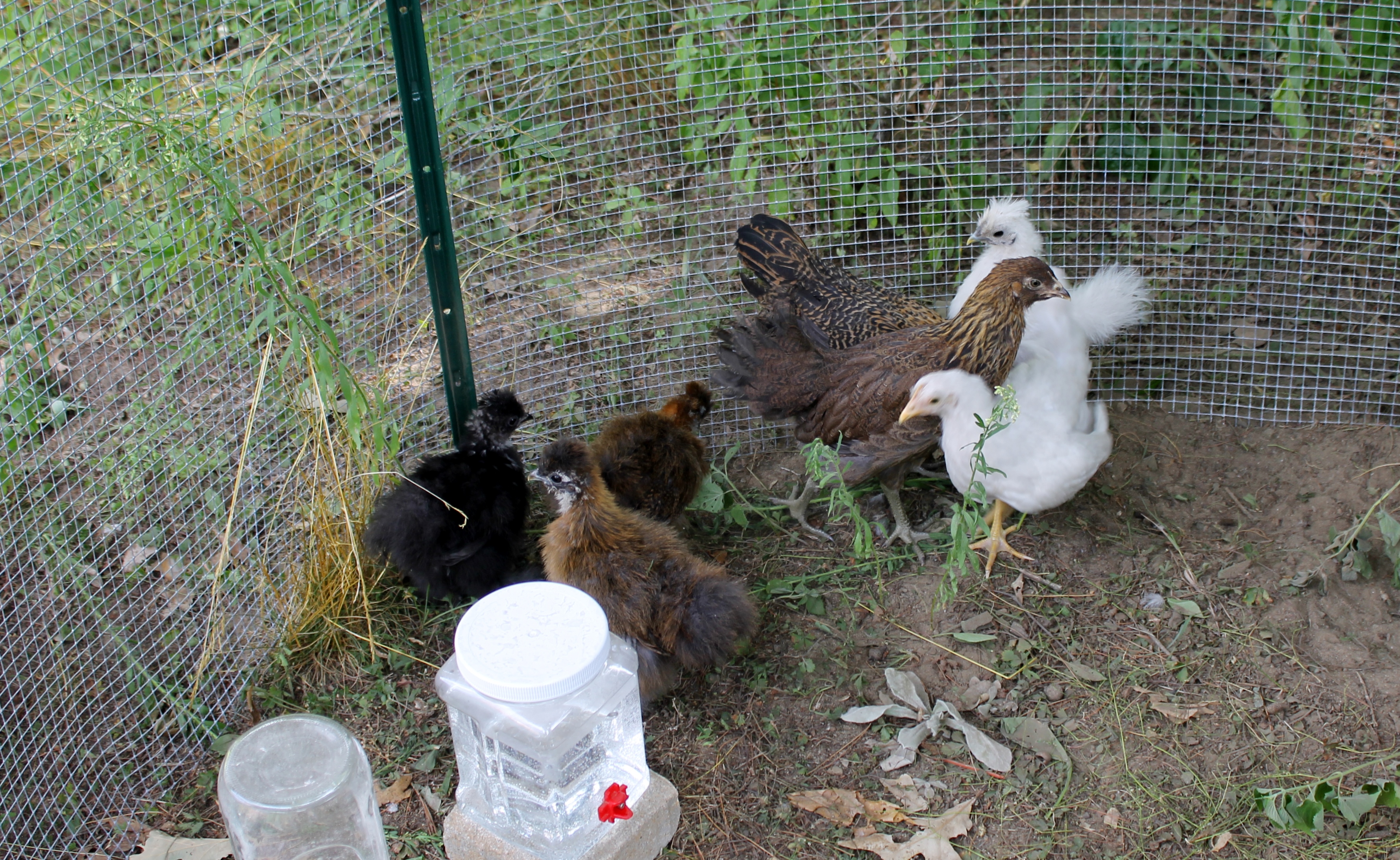 Hatch Date June 6, 2016 ~  Date of Picture July 24, 2016 ~ 2 Easter Eggers, 2 Partridge Silkies, 1 Black Silkie, 1 White Leghorn & 1 White Silkie (supposed to be a Roo)