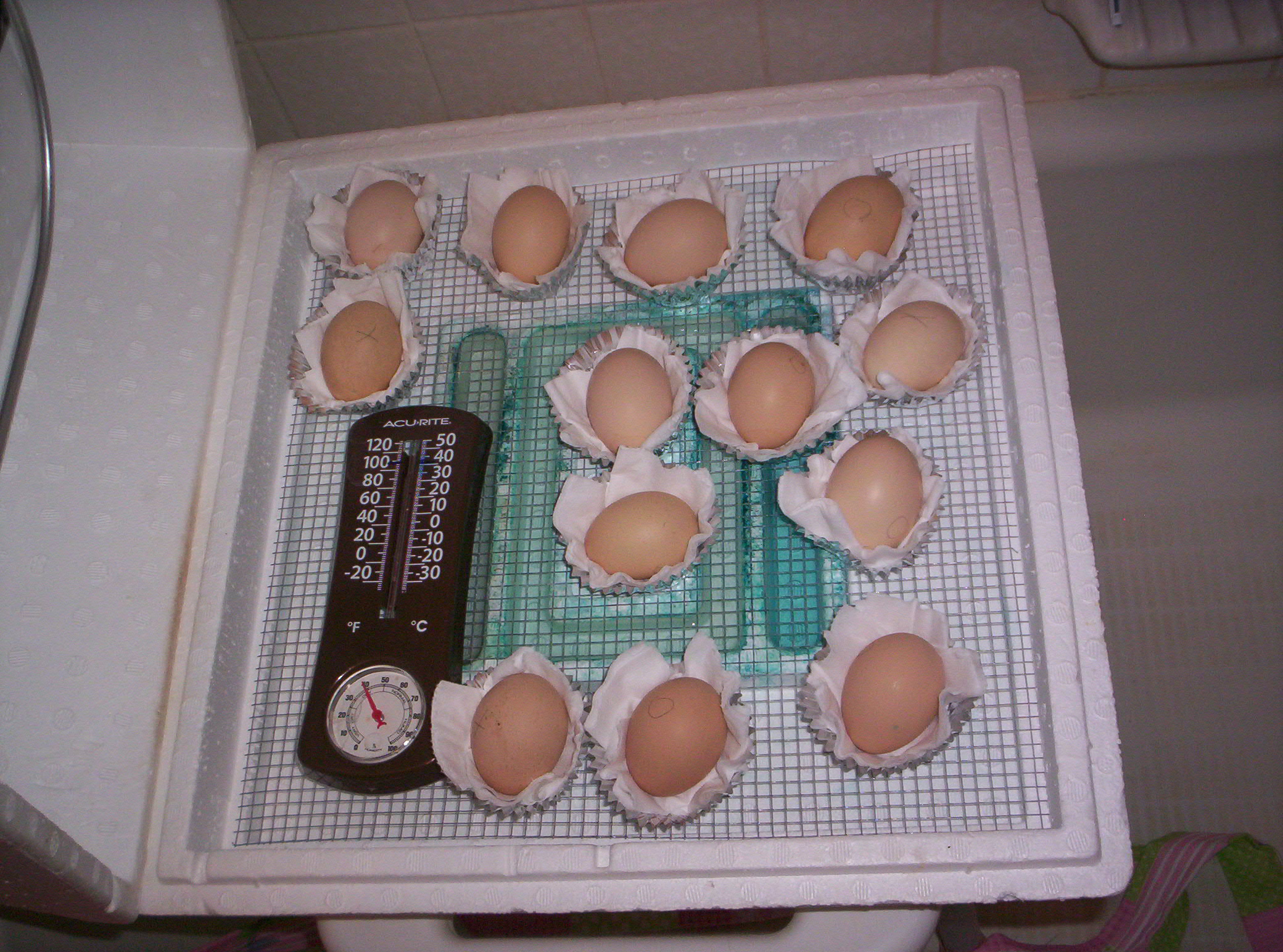 Hatch day is 4/5/2012  They are in foil cupcake cups lined with ultrasoft toilet paper.