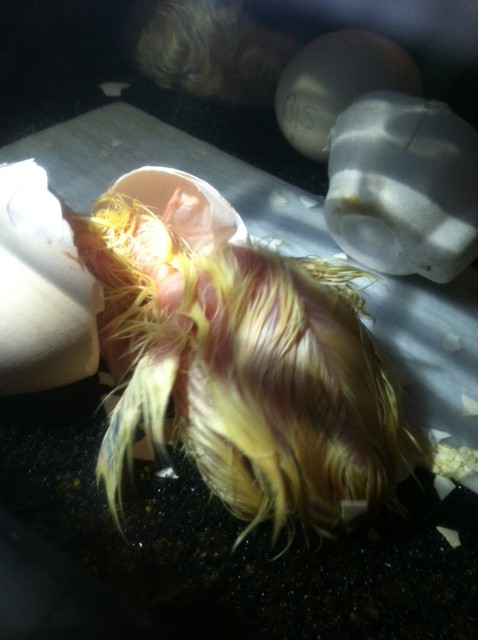 Hatch Day July 8, 2012