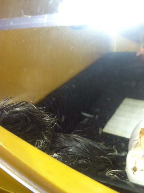Hatch Day July 8, 2012