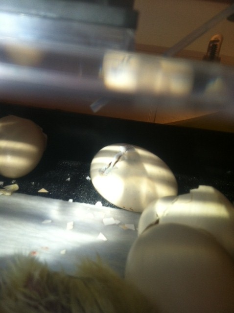Hatch Day July 8, 2012