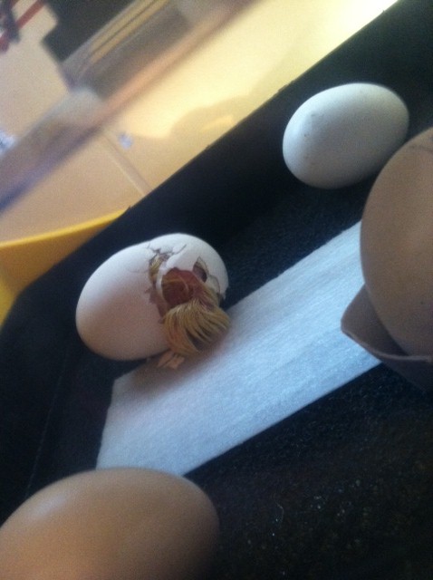 Hatch Day July 8, 2012