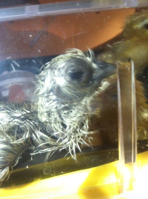 Hatch Day July 8, 2012