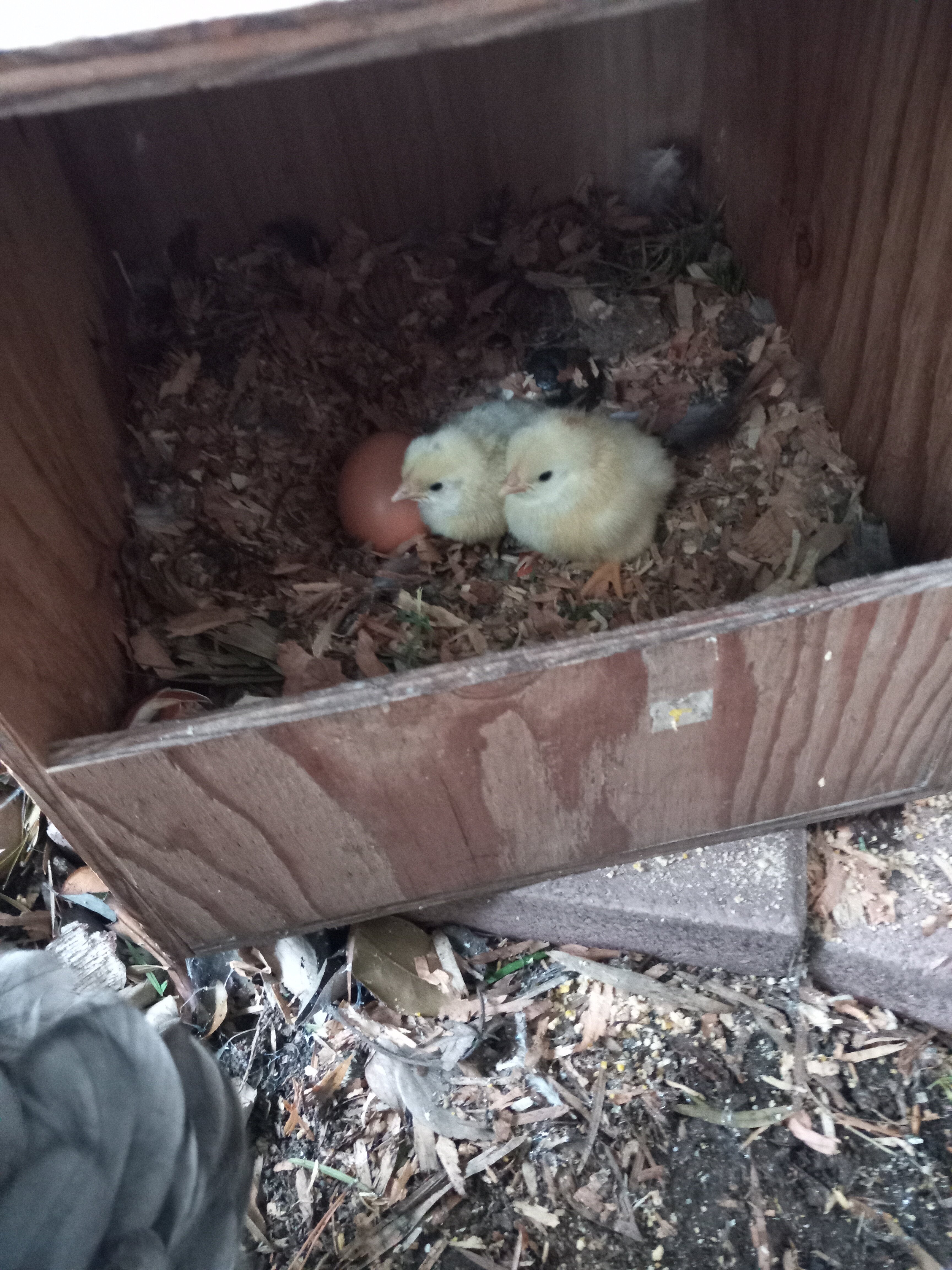 Hatch day!