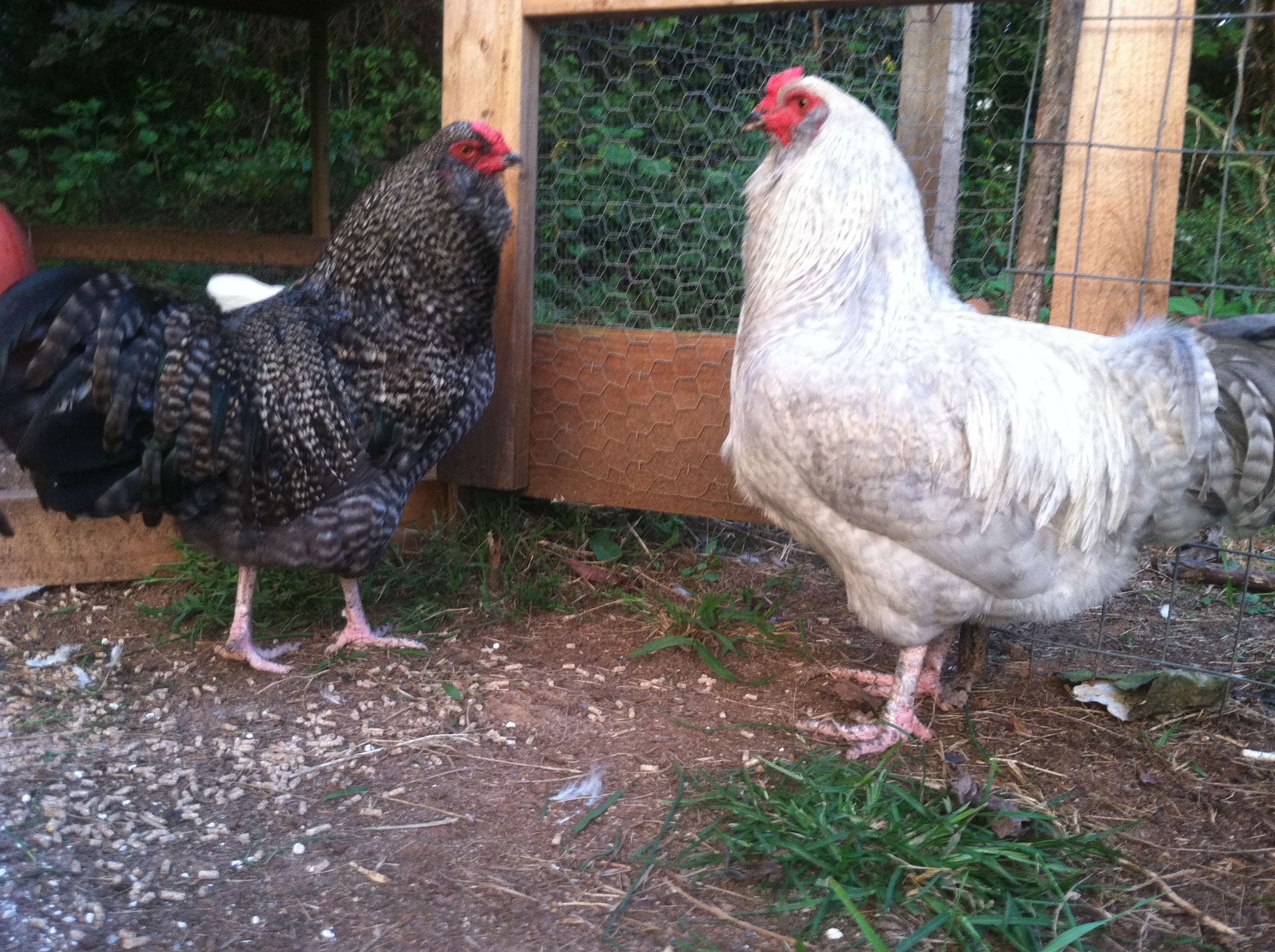 hatch mates to the rooster