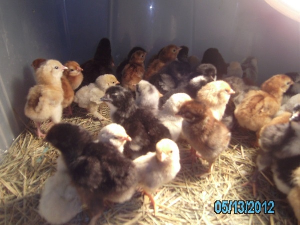 Hatch of Chicks