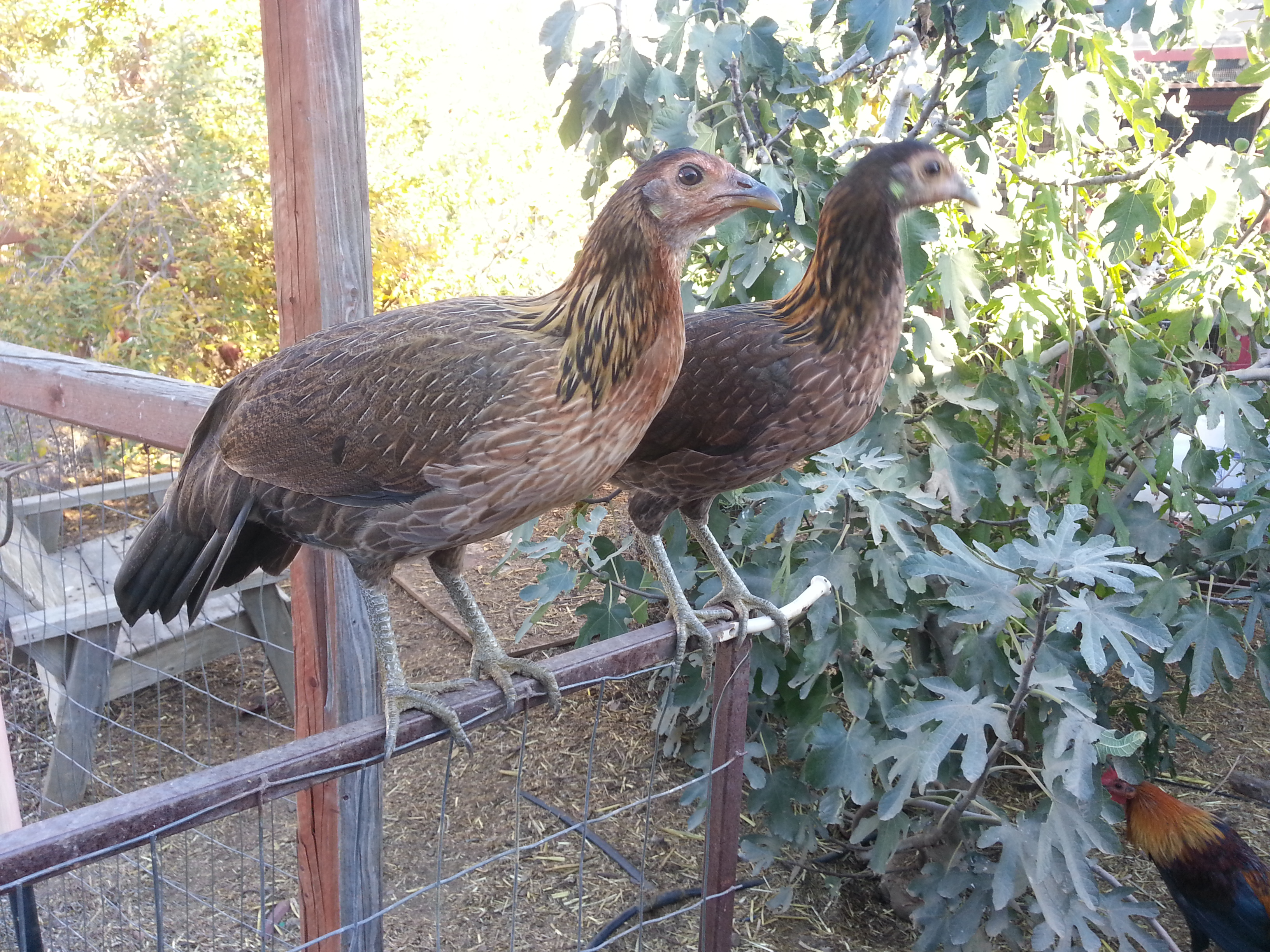 Hatch pullets