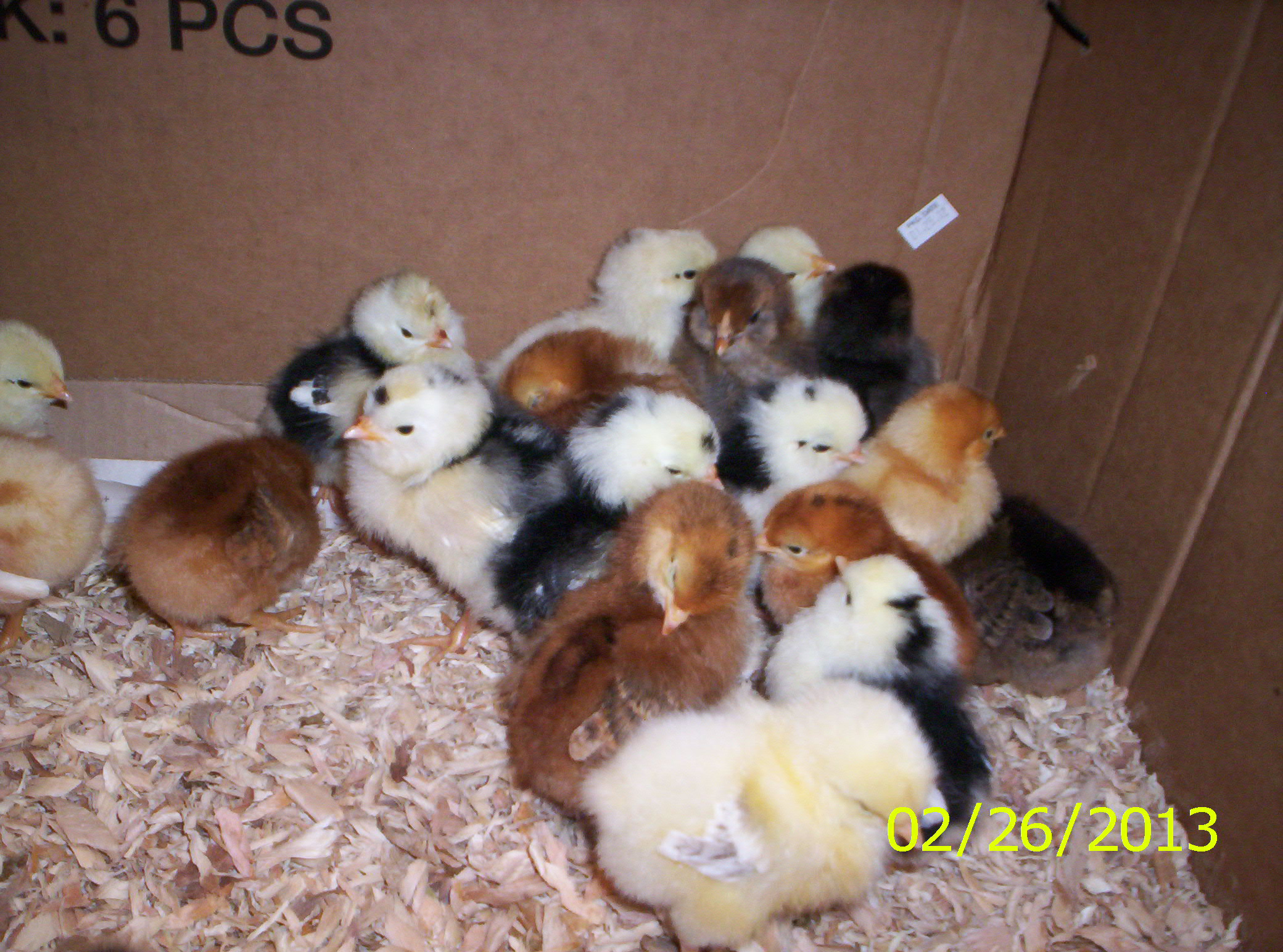 hatched 02-22-2012
