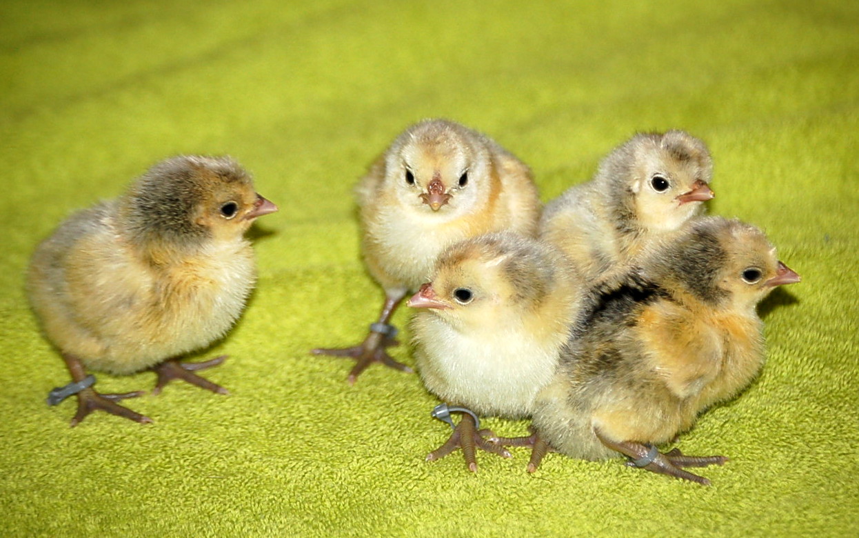 hatched 2-13-13