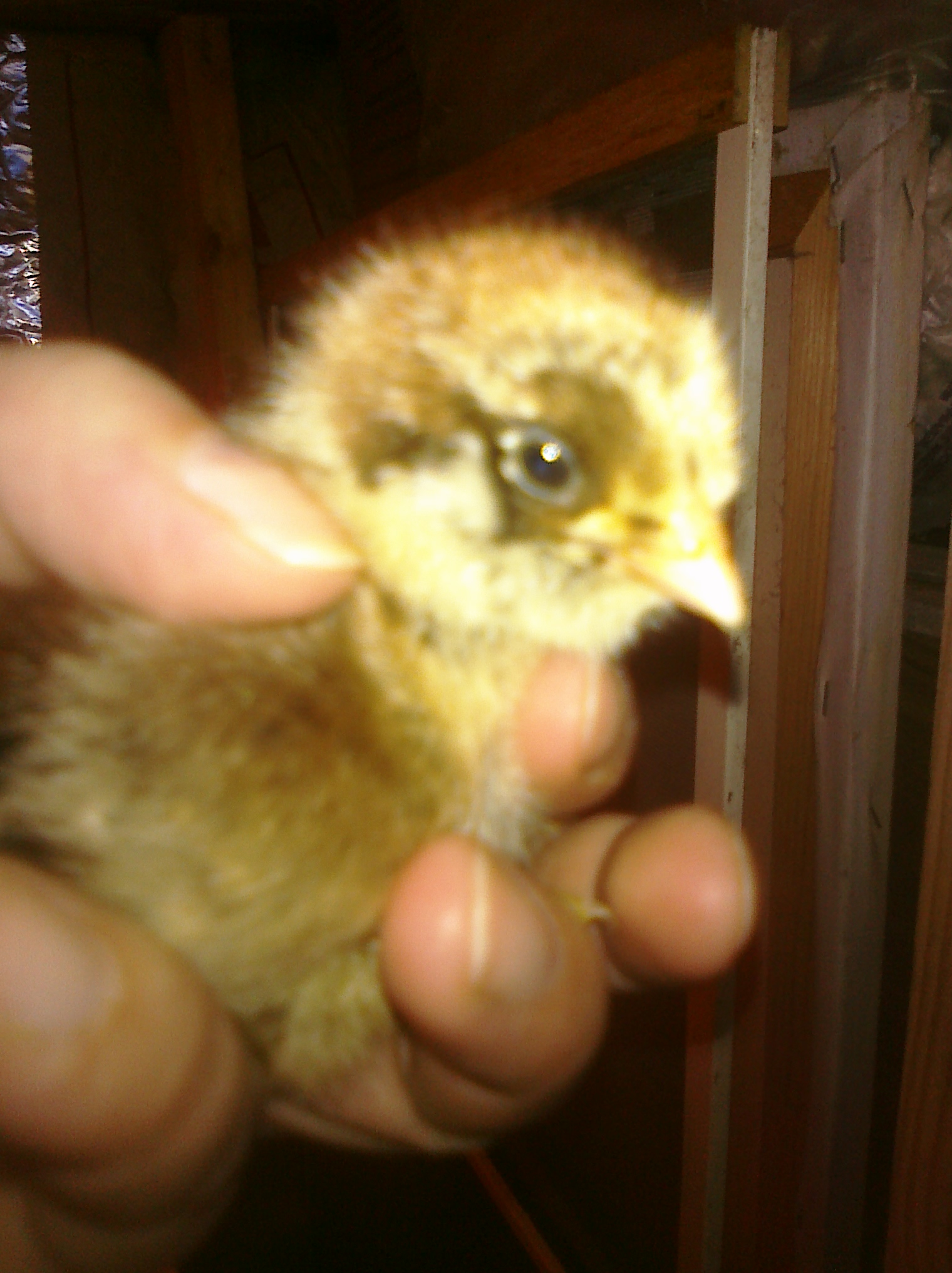 hatched 8/6/12, 1 week old, I think she is an EE,