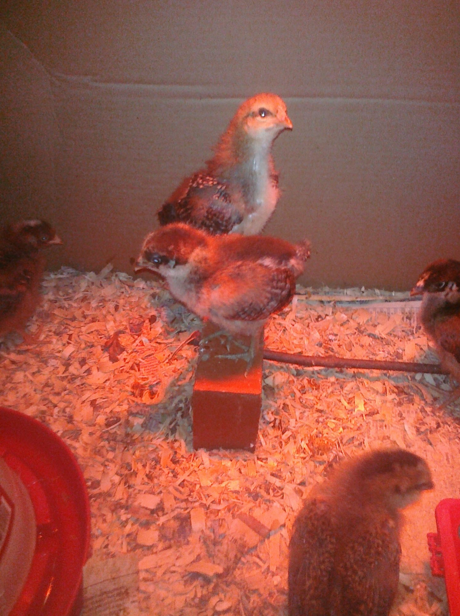 hatched 8/6/12 ,1 week old