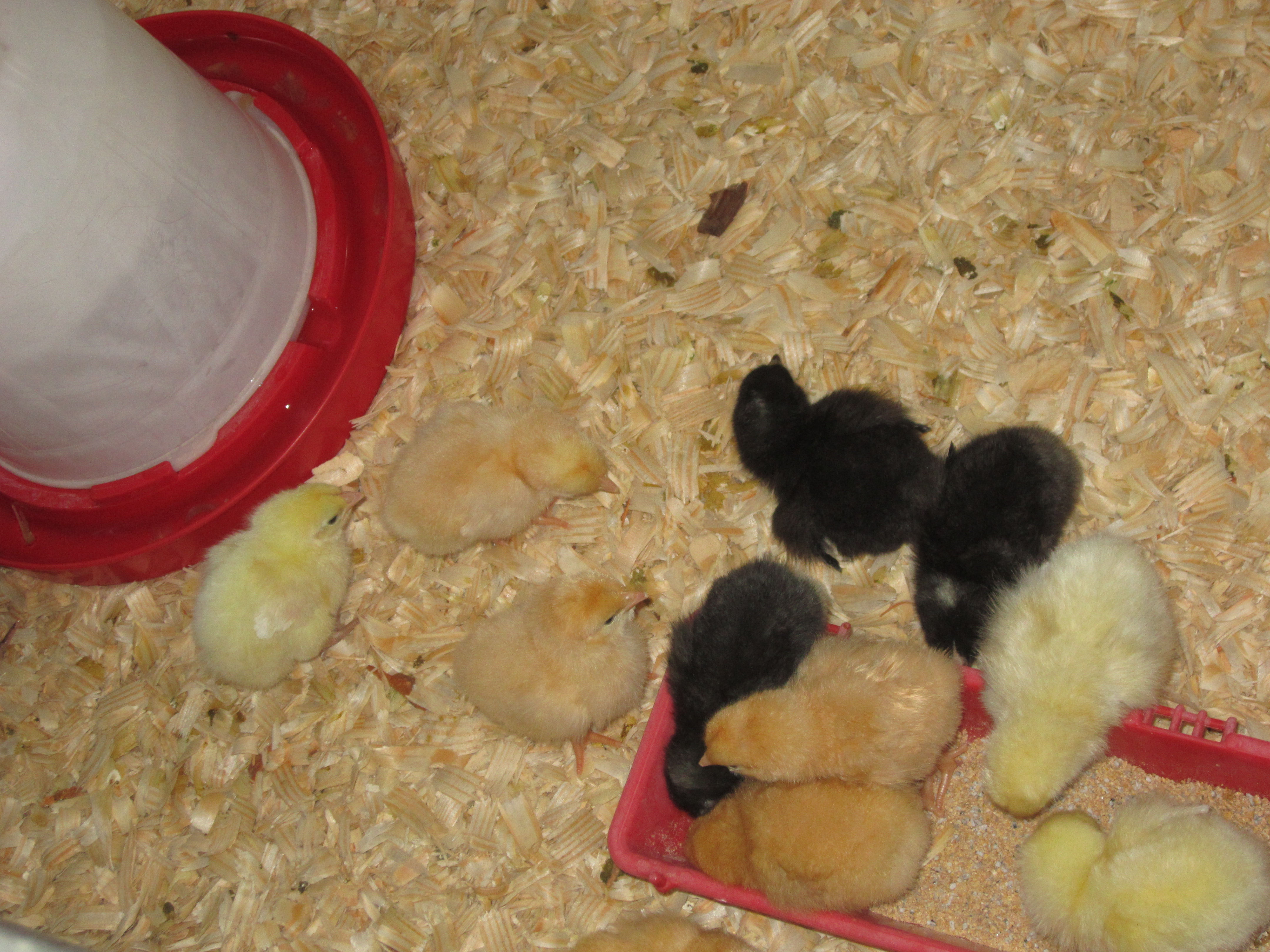 Hatched and shipped 3/27/13.