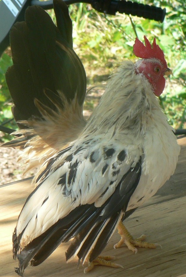 Hatched April, 2012
