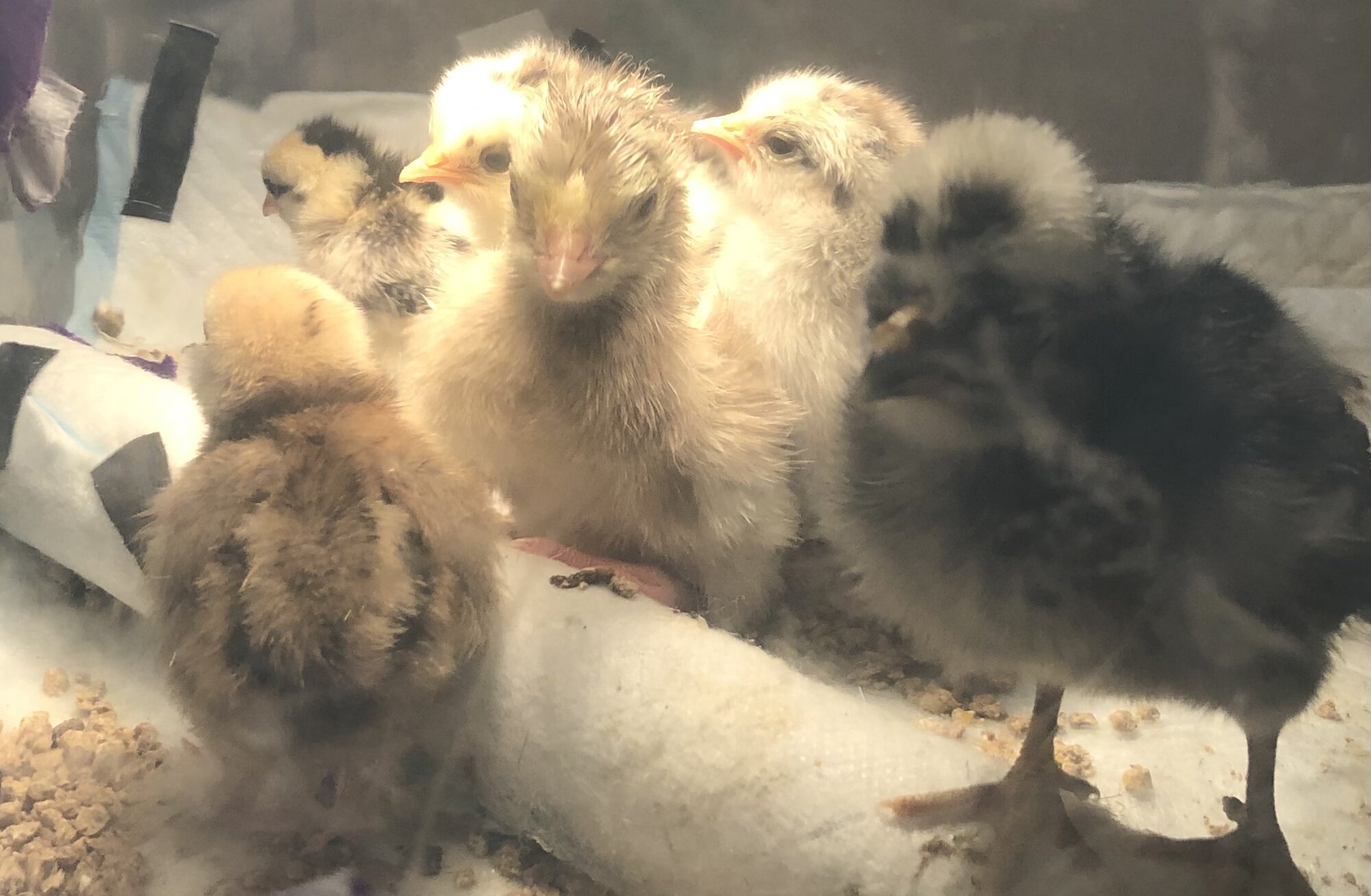 Hatched babies