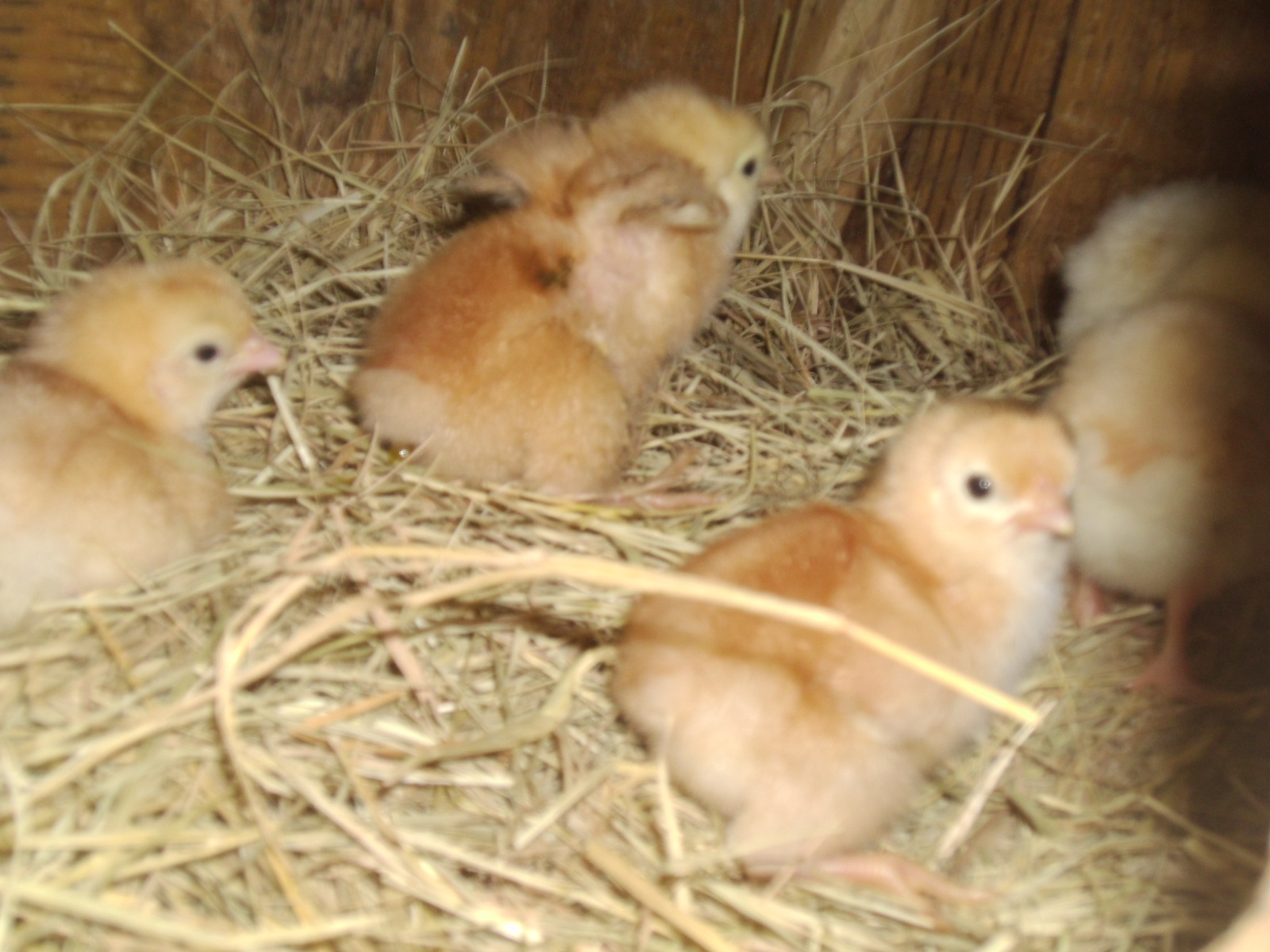 hatched chicks