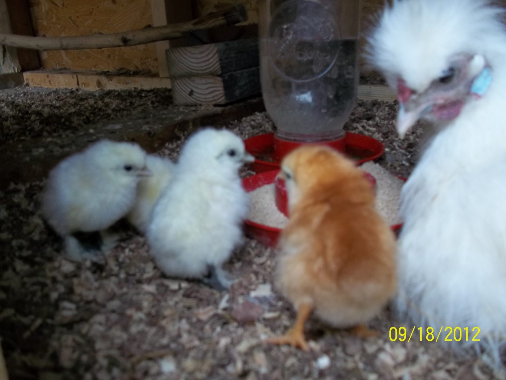 hatched on 9/16/12