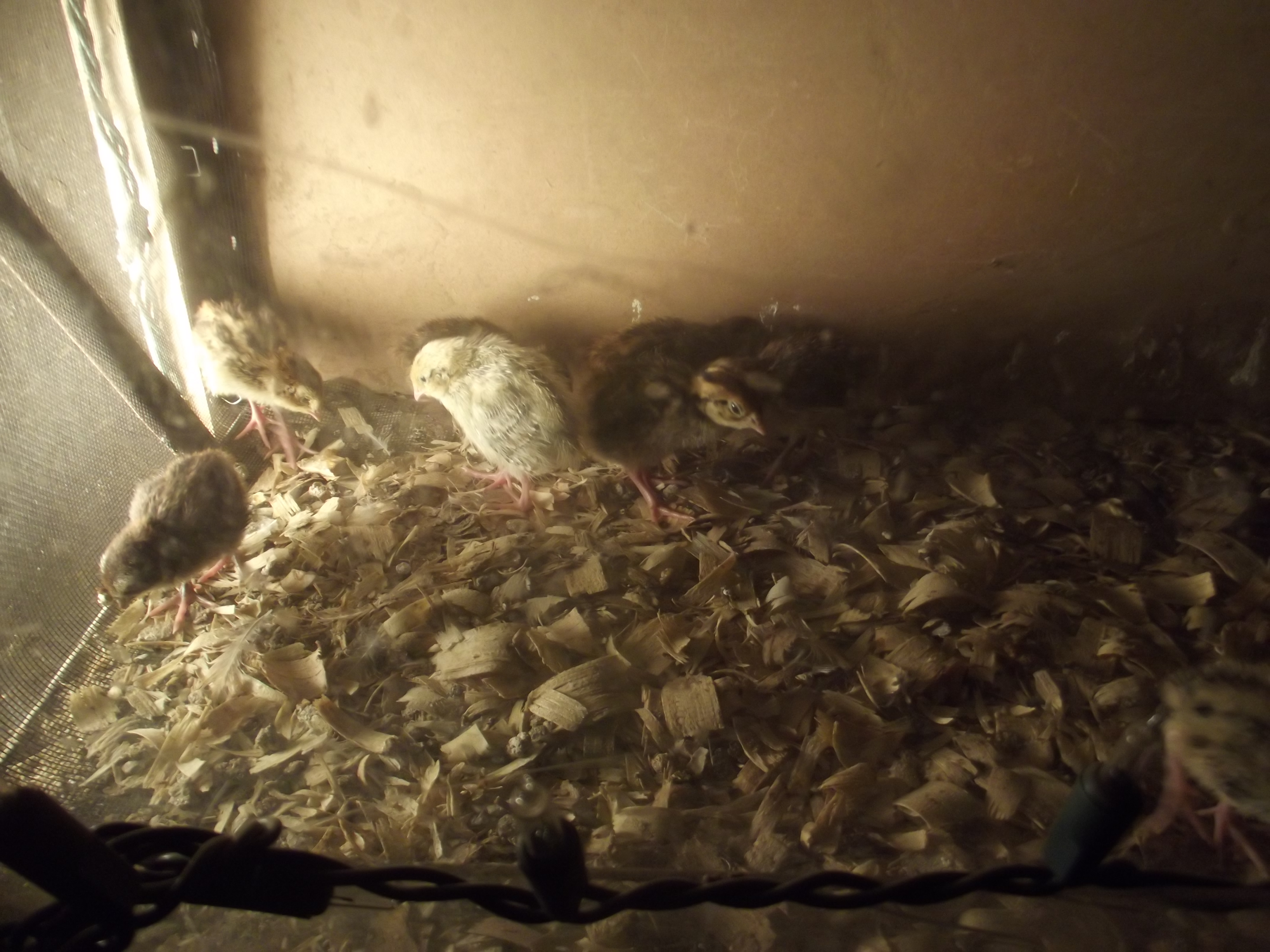 Hatched Saturday September 1st