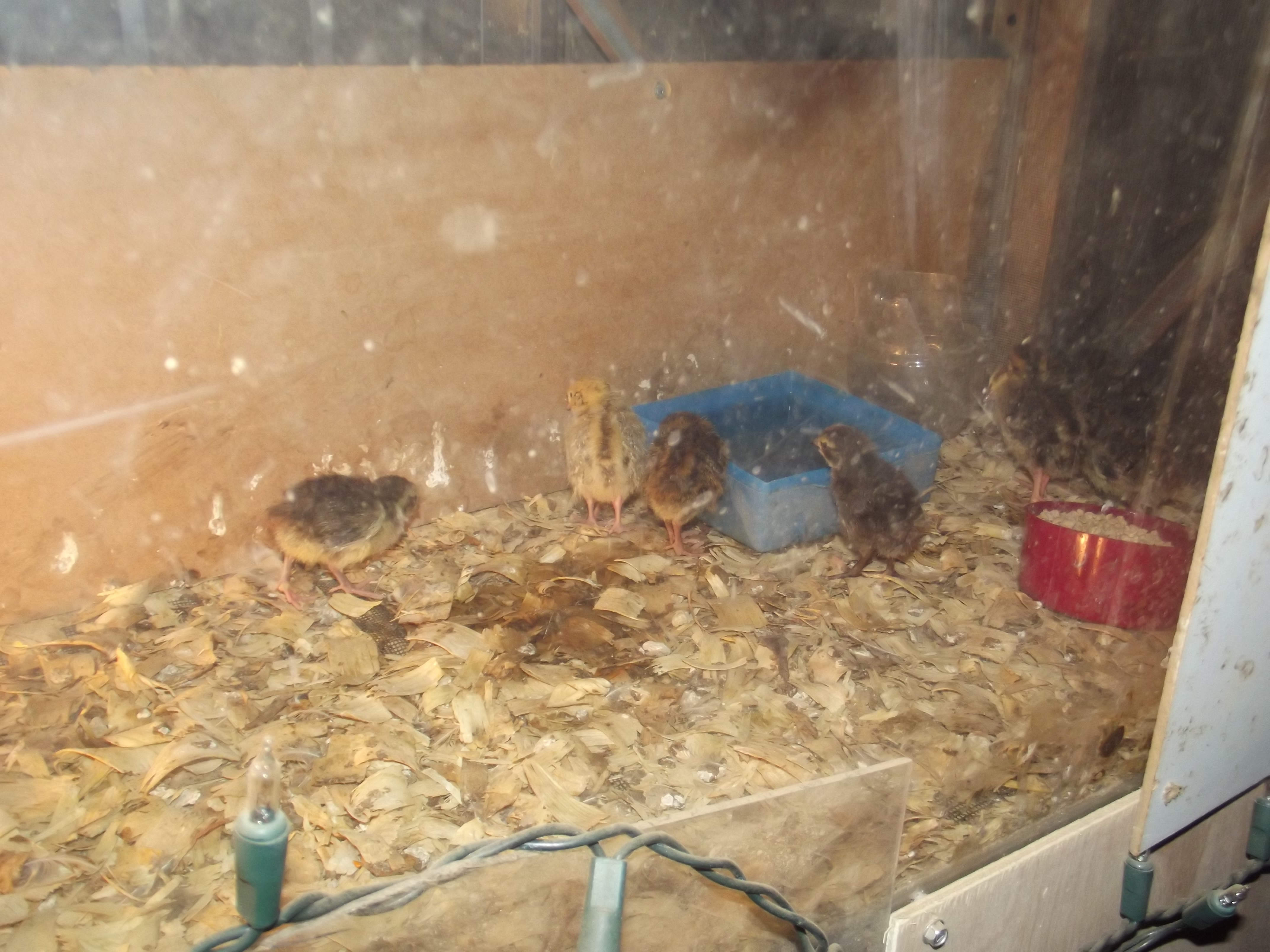 Hatched Saturday September 1st