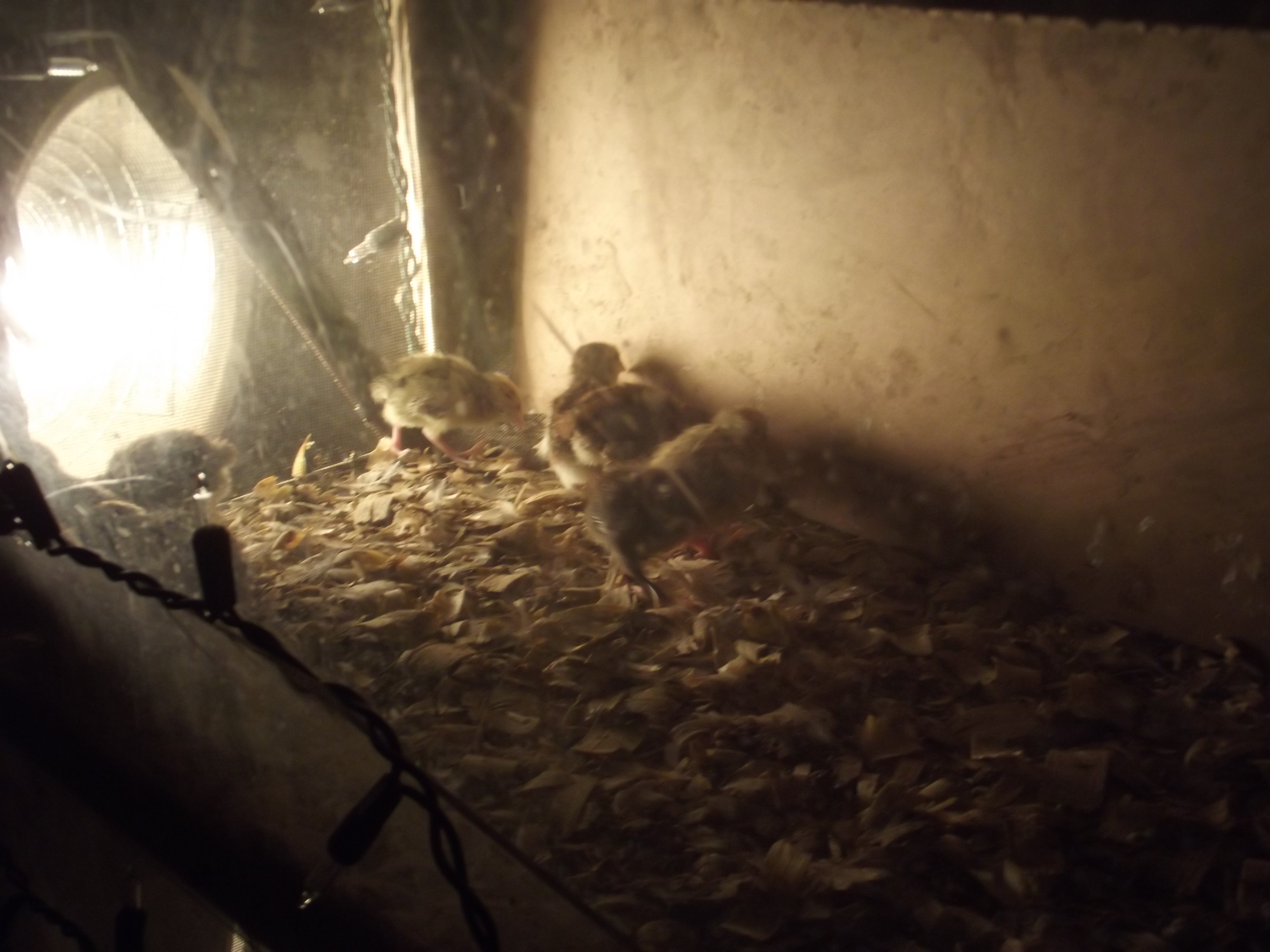 Hatched Saturday September 1st