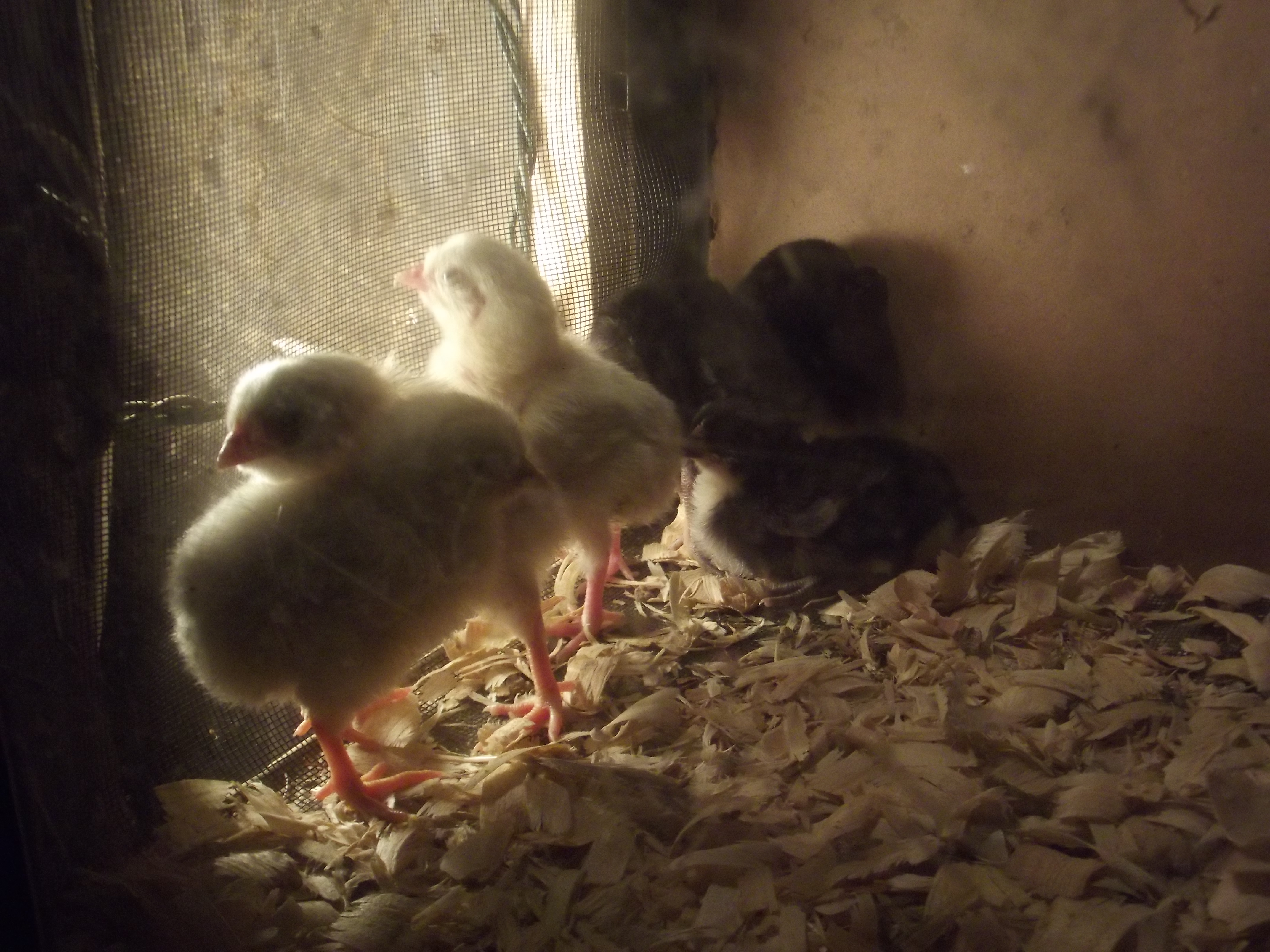 Hatched Saturday September 1st