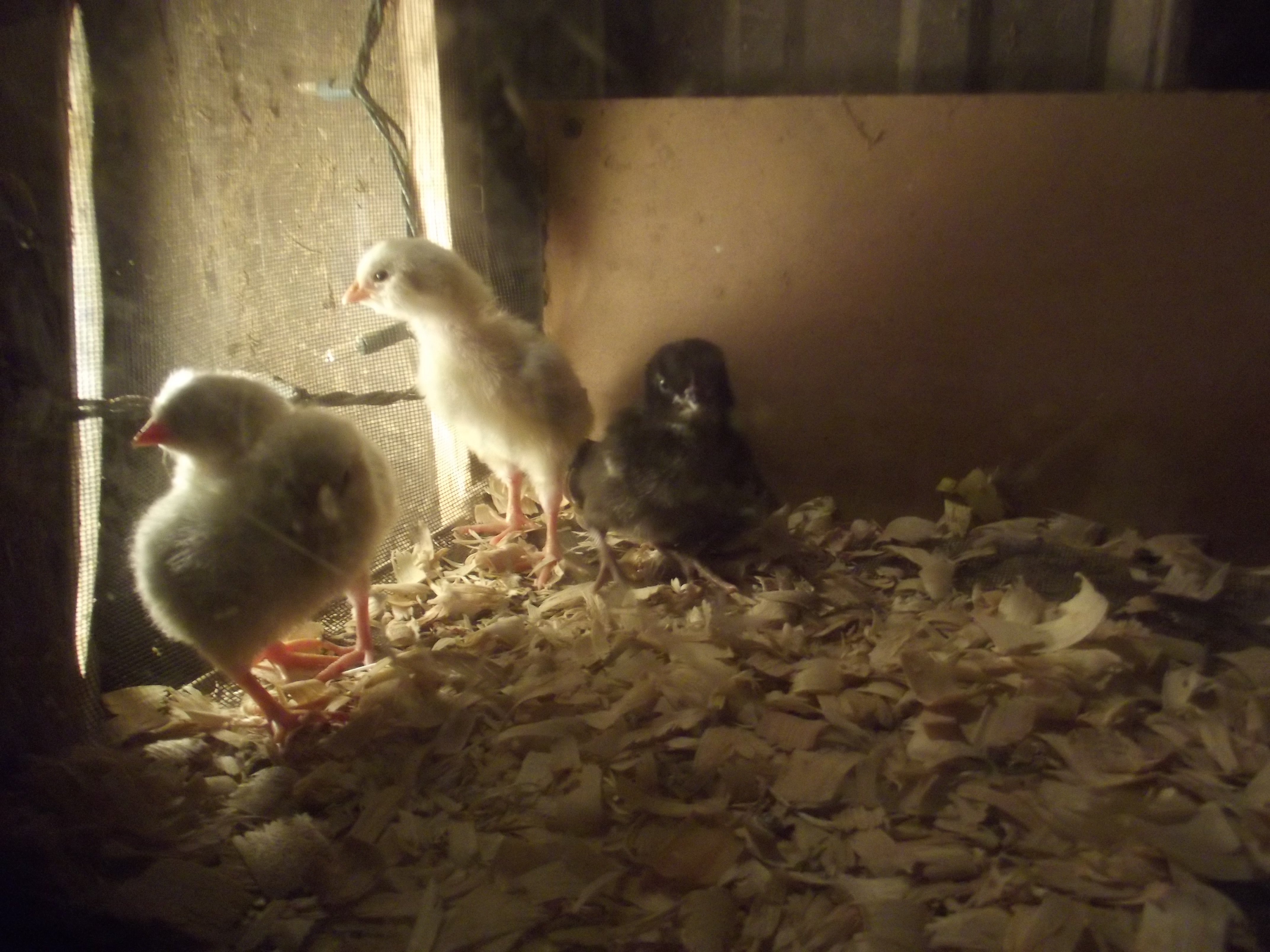 Hatched Saturday September 1st