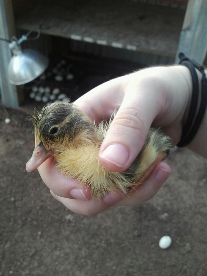 Hatcher, the first duckling to hatch 6/15/12.