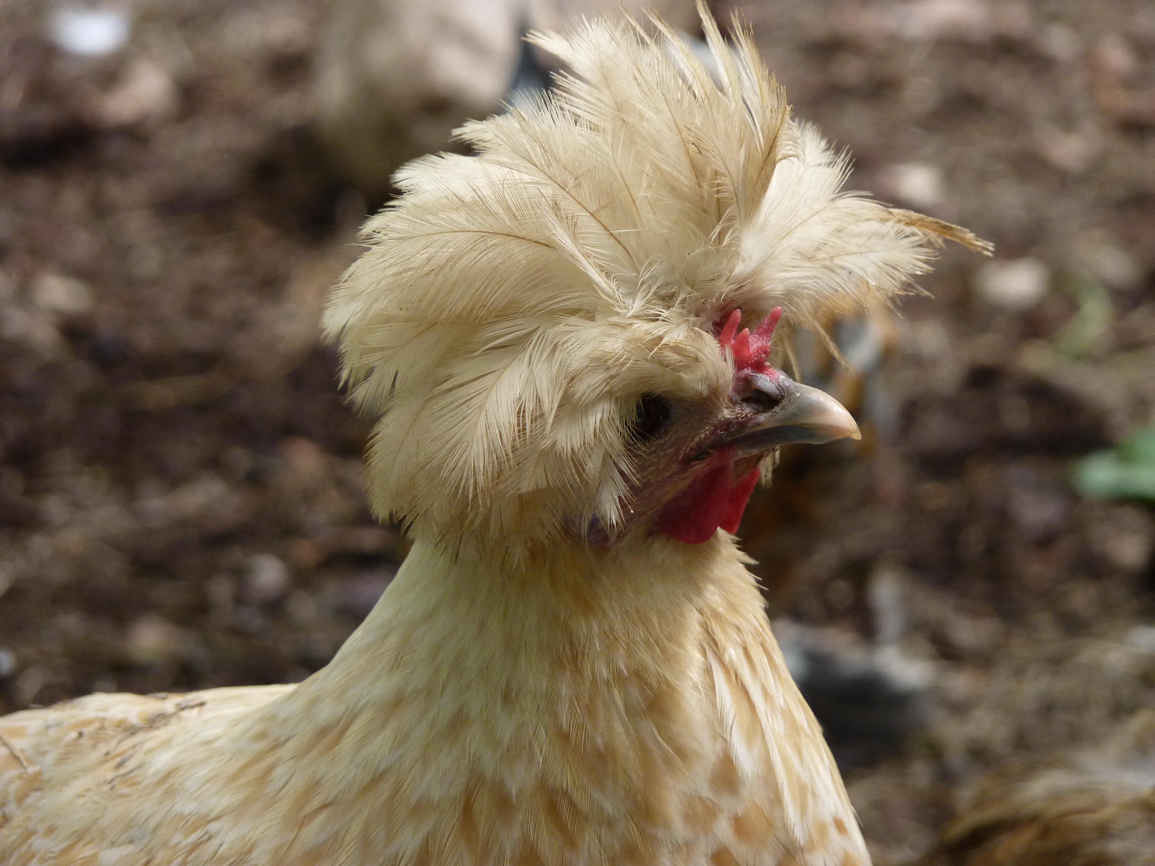 Hatchery Buff-Laced Polish. Crazy as a loon. Awesome bird.