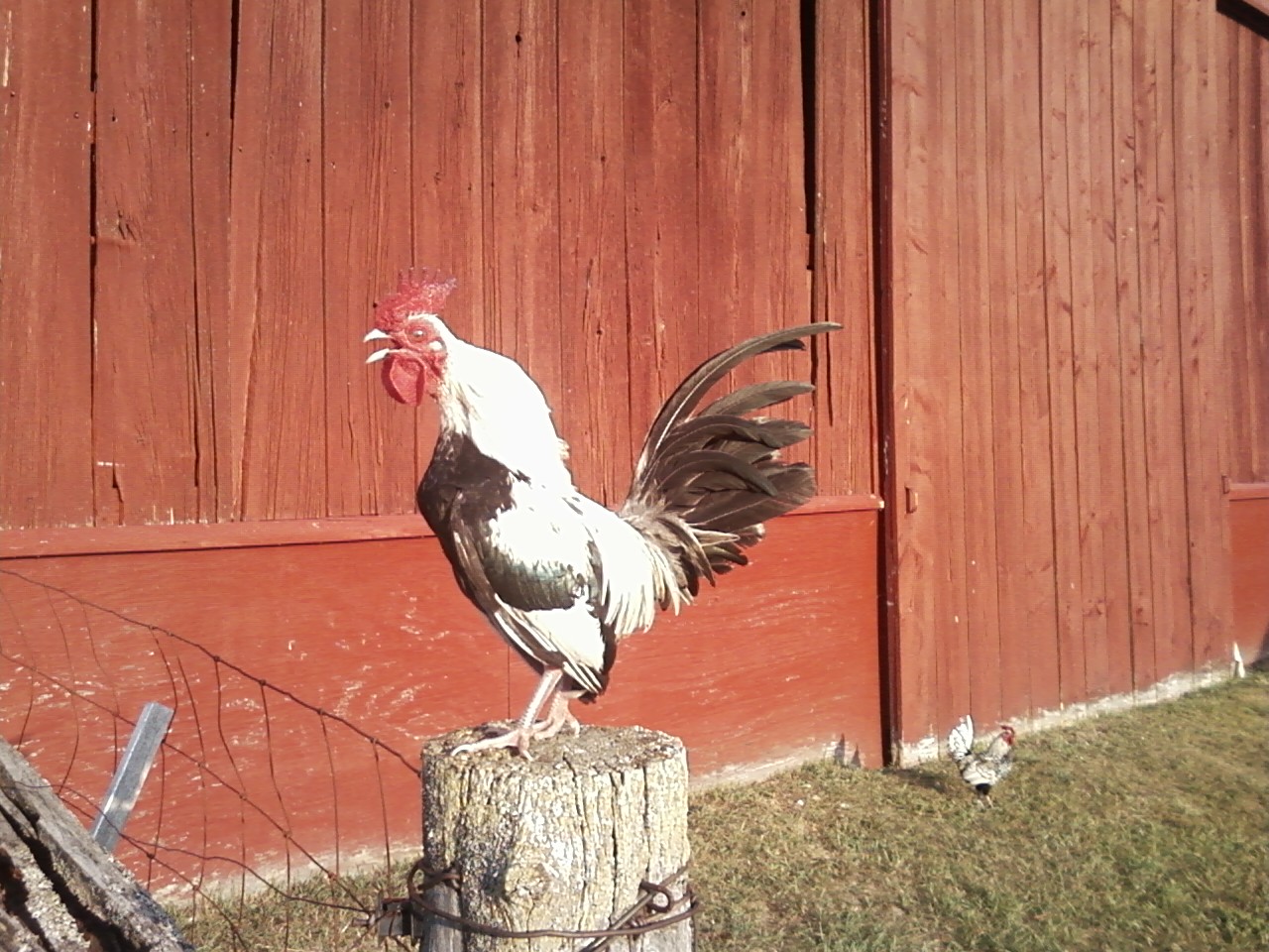 Hatchet - 8-13-12 - Back to his old self after flying head first into our kitchen window.  My favorite little man.