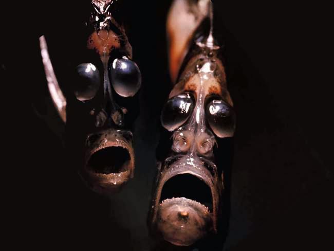 hatchet fish