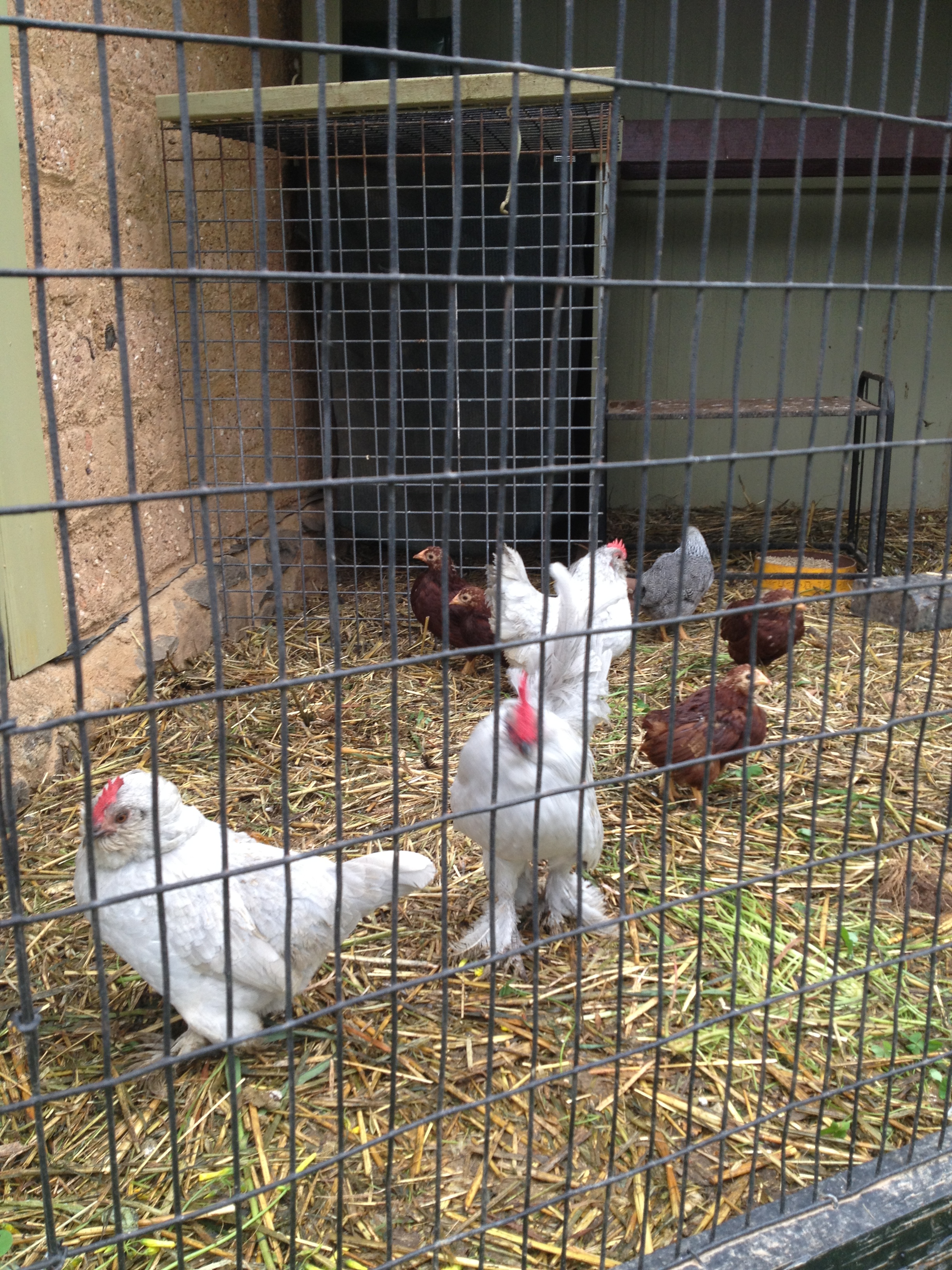 Hatching 6 of these guys eggs atm.D'uccle parents