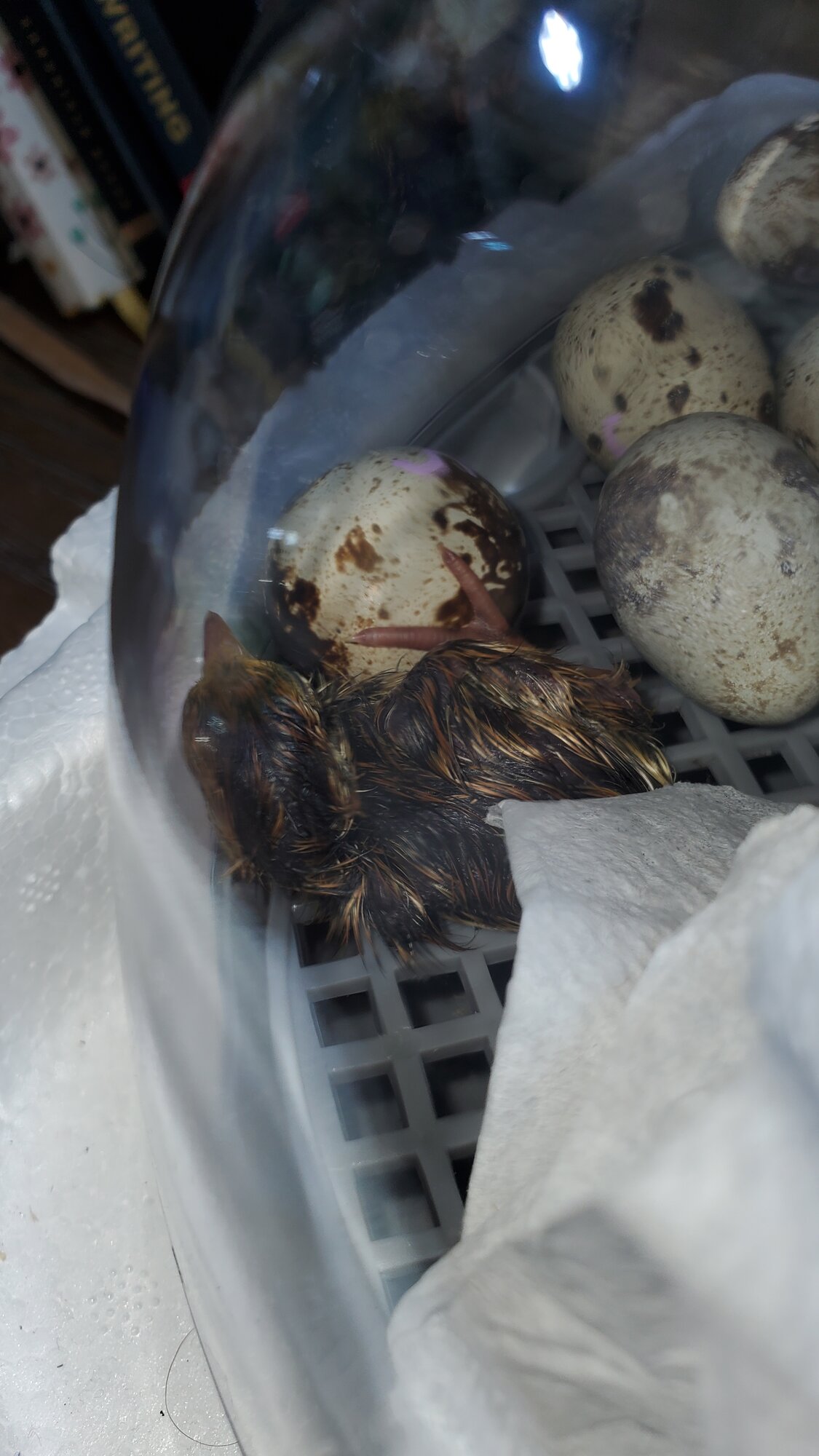 Hatching coturnix