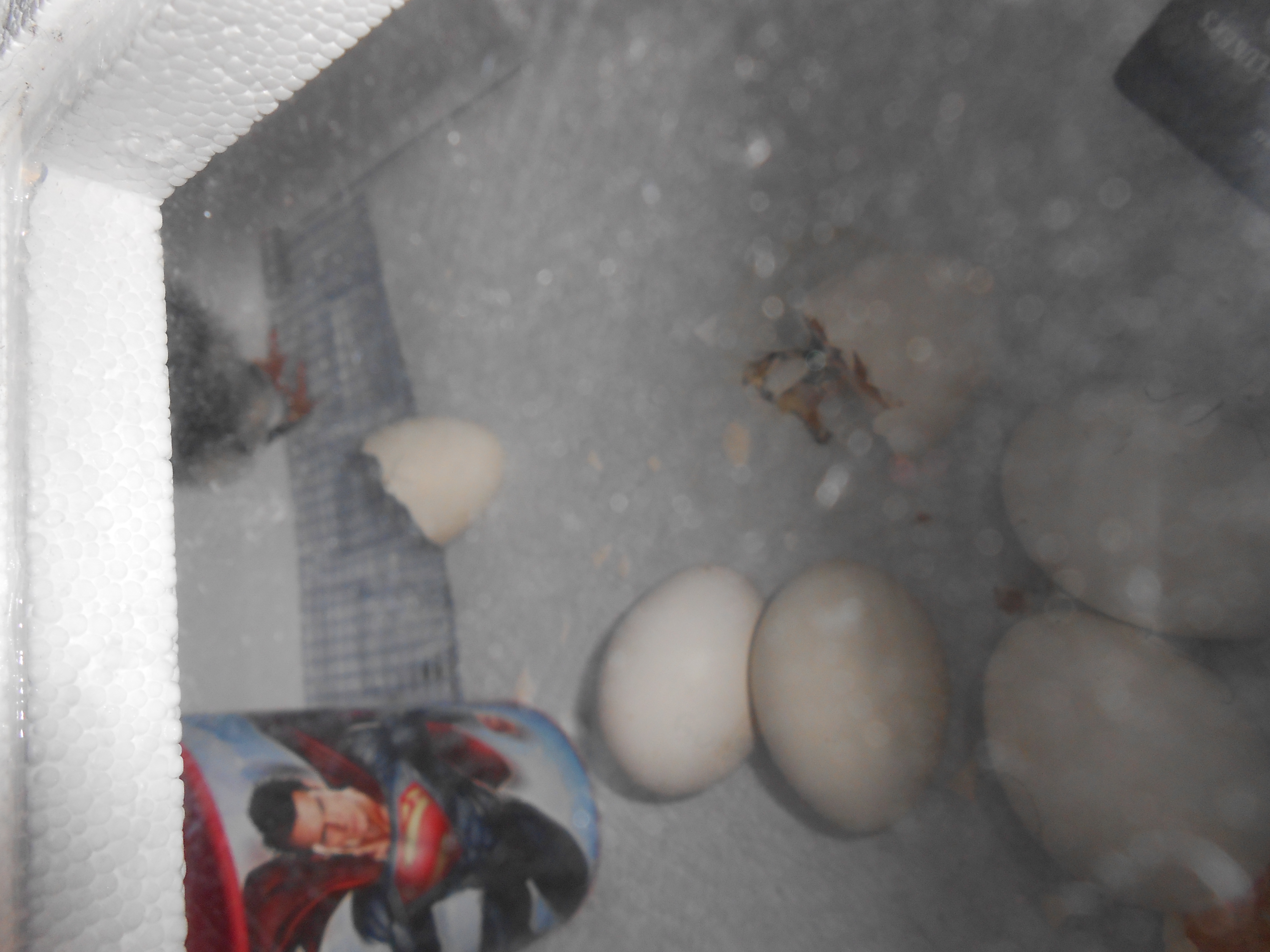 hatching day 7/18/14