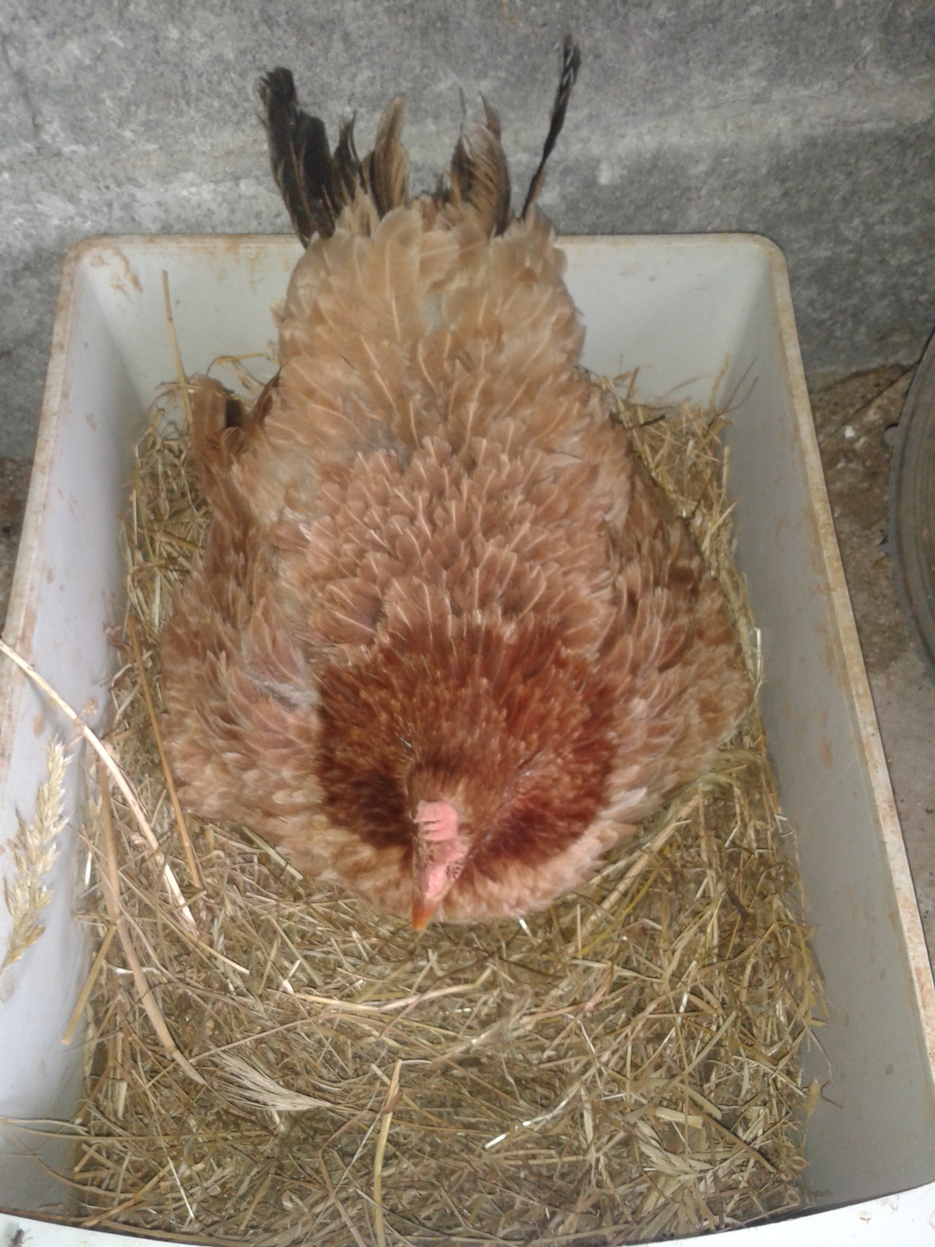 hatching day.  the best mother hen I have. she goes broody about 5 times a year. she's 3 years old now and has hatched about 100 chicks