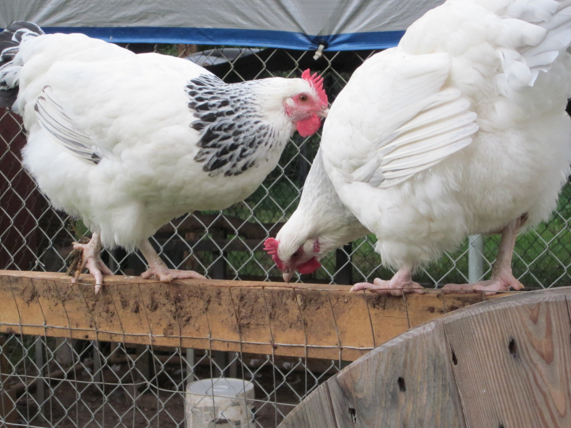 Hatching Escape Plan