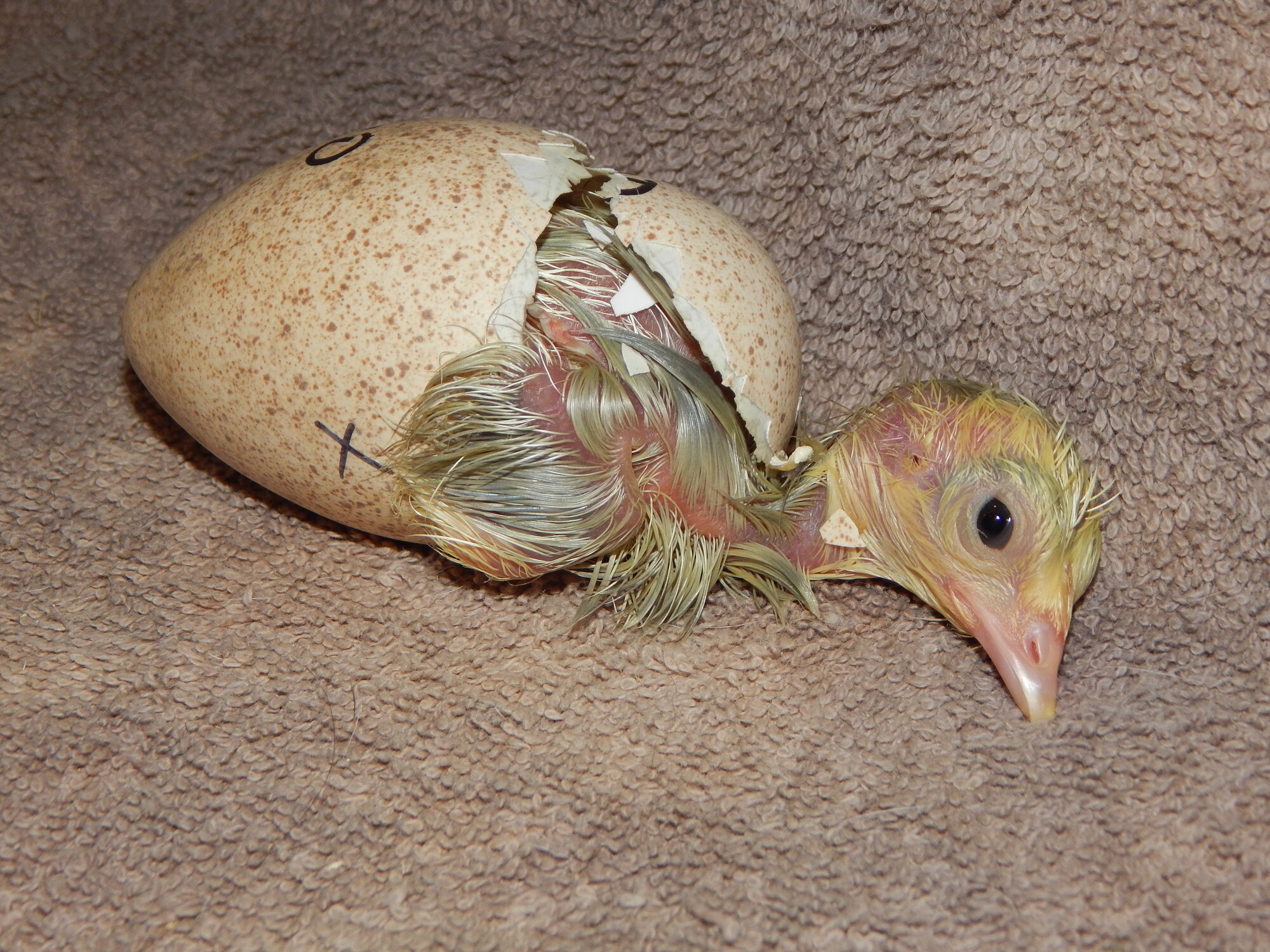 Hatching Fowl Photo Contest—16th Annual 1.jpg