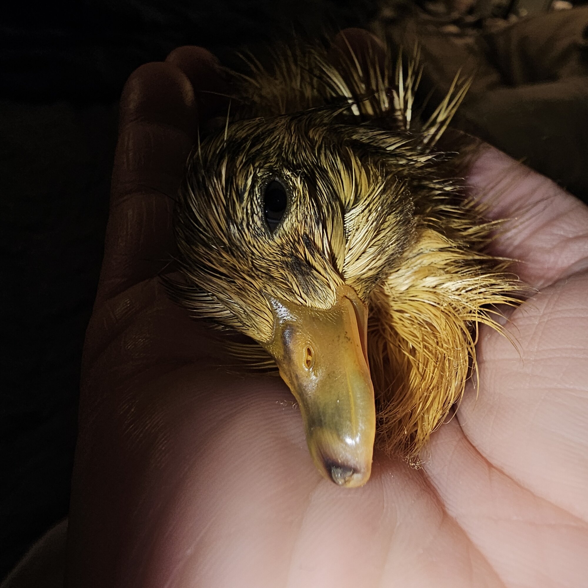 Hatching Fowl Photo Contest—16th Annual 10.jpg