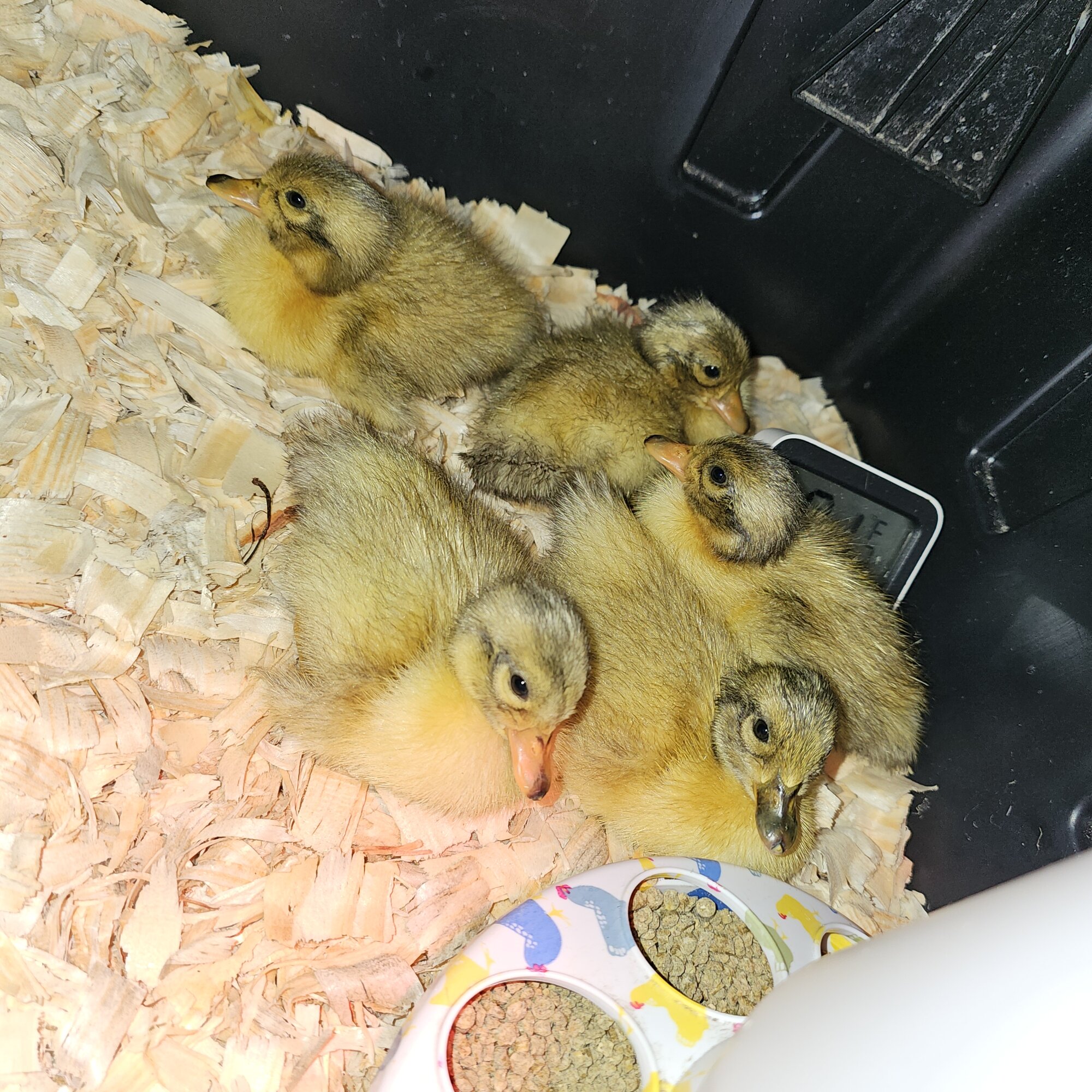 Hatching Fowl Photo Contest—16th Annual 11.jpg