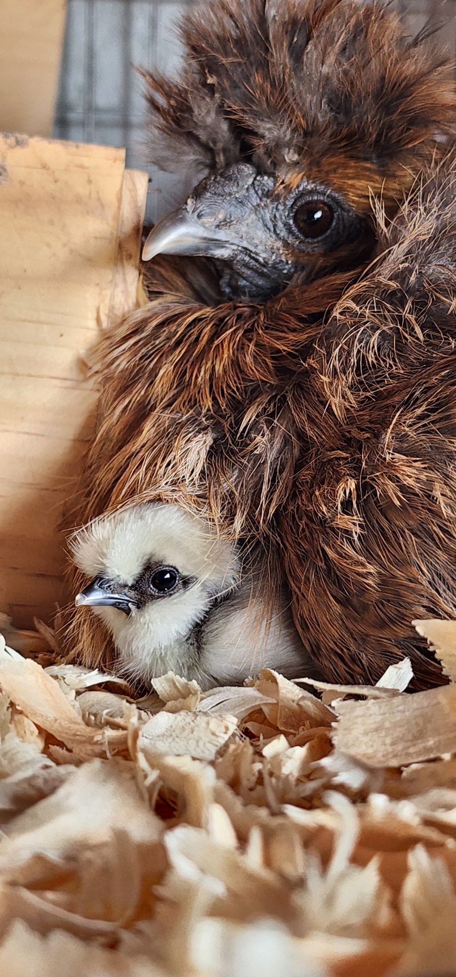 Hatching Fowl Photo Contest—16th Annual 12.jpg