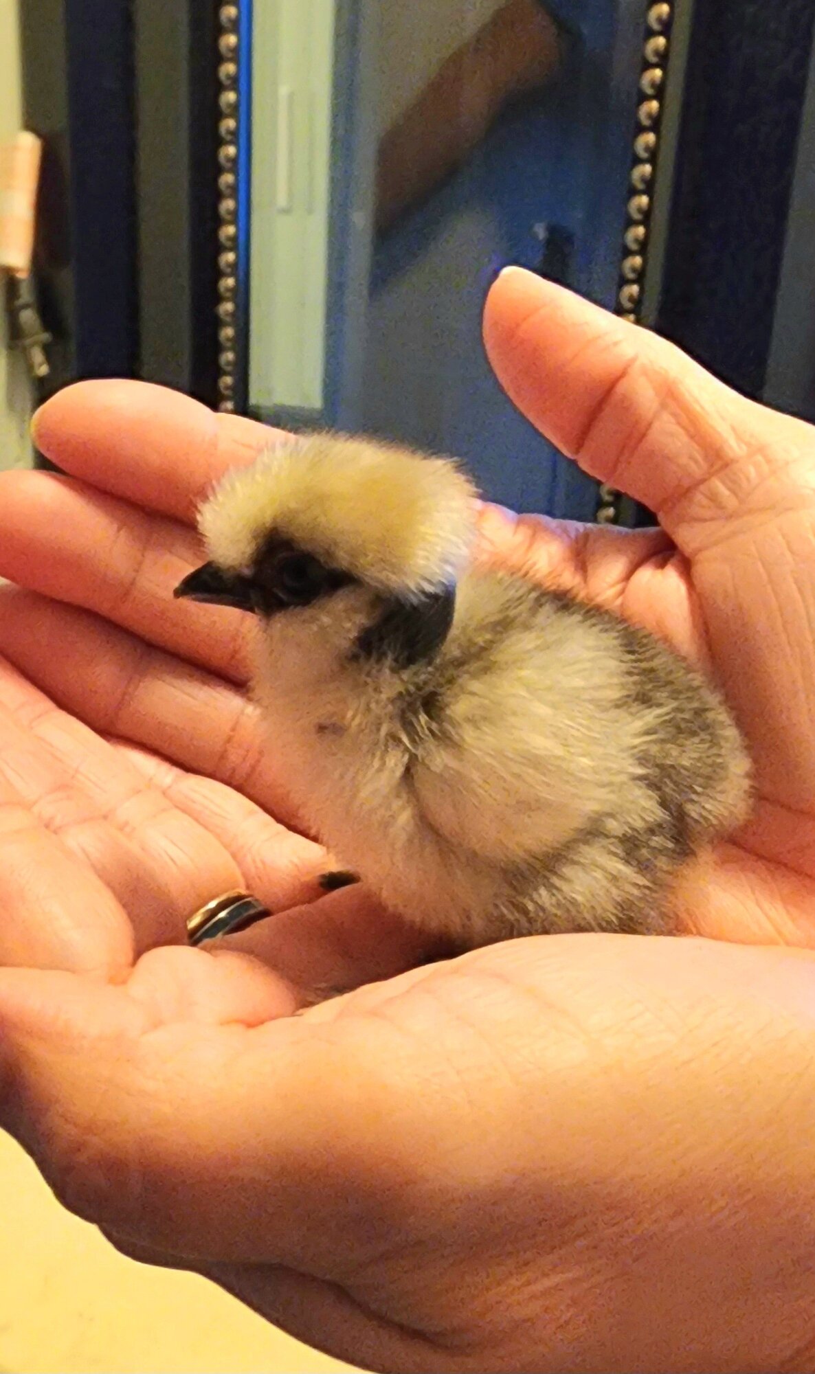 Hatching Fowl Photo Contest—16th Annual 13.jpg