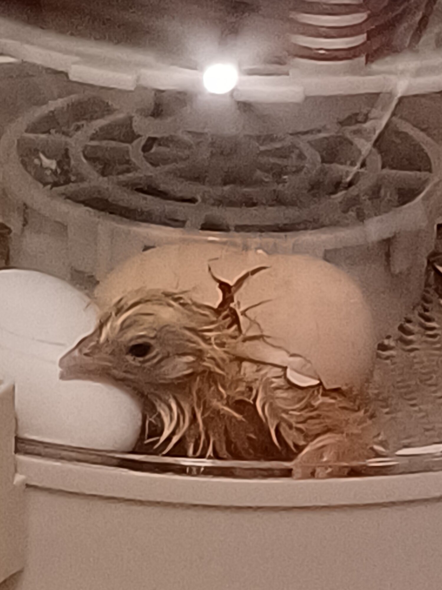 Hatching Fowl Photo Contest—16th Annual 16.jpg