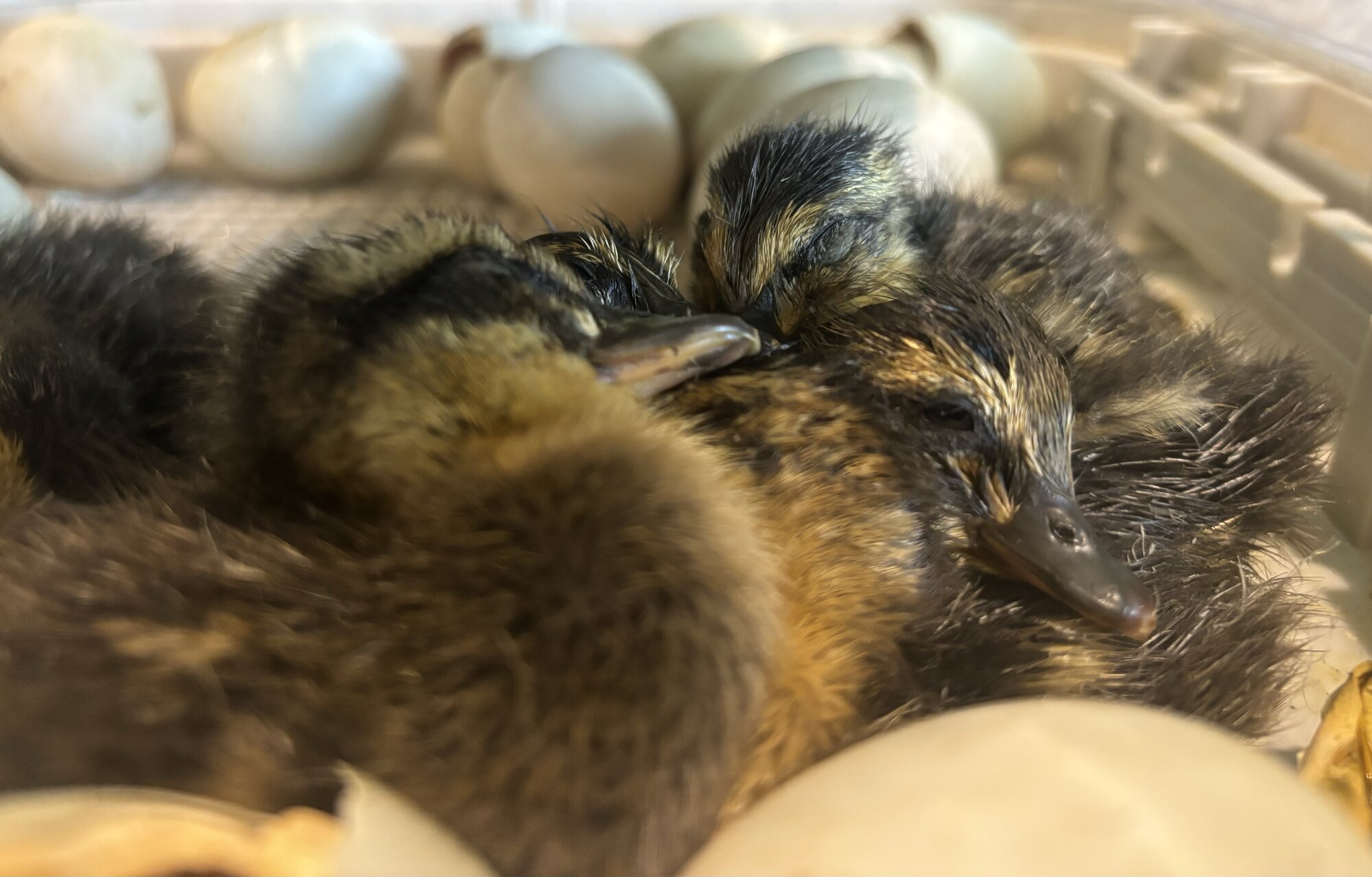 Hatching Fowl Photo Contest—16th Annual 17.jpg