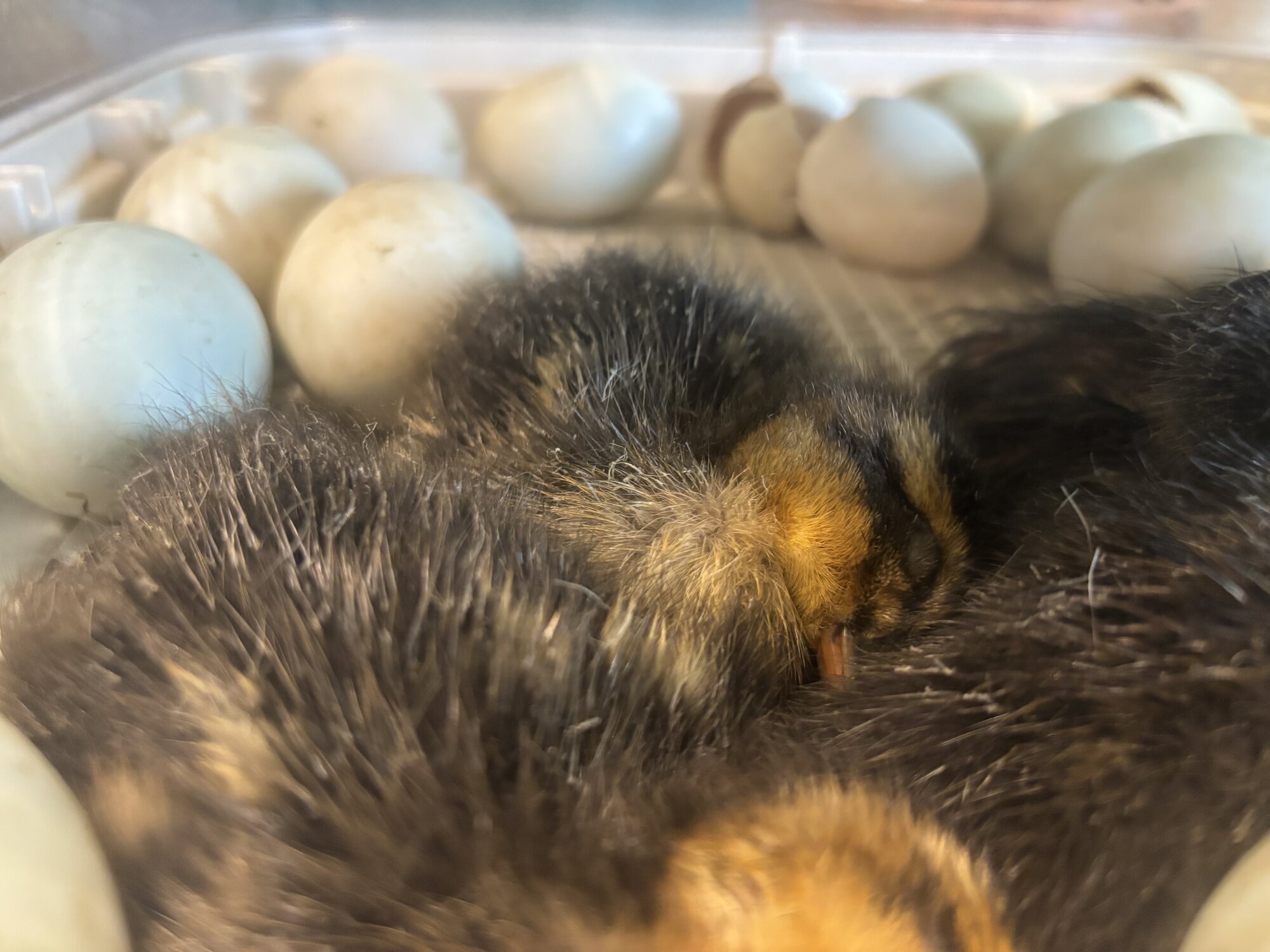 Hatching Fowl Photo Contest—16th Annual 18.jpg