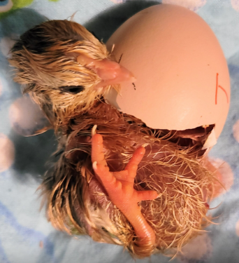 Hatching Fowl Photo Contest—16th Annual 2.png